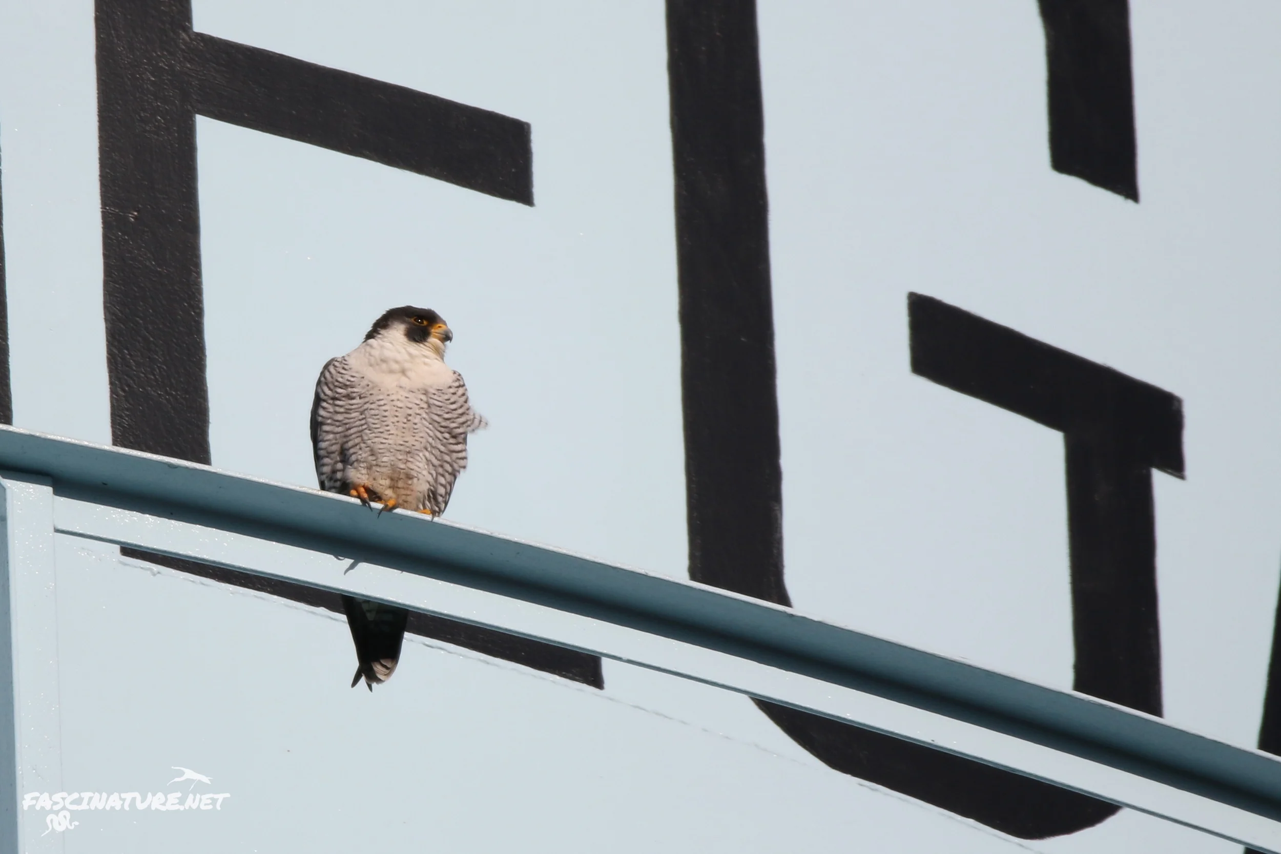 Peregrine Falcon