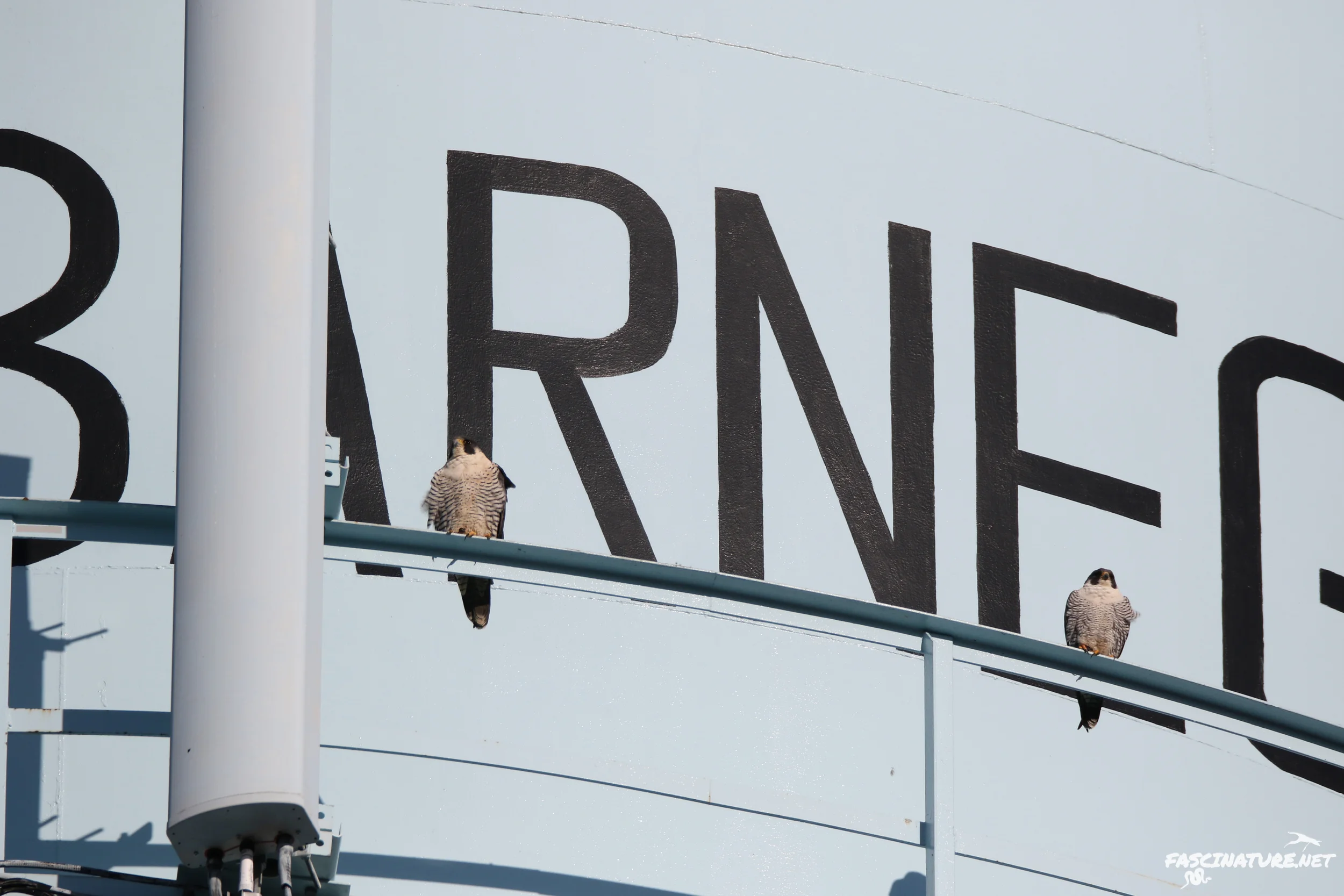 Peregrine Falcons