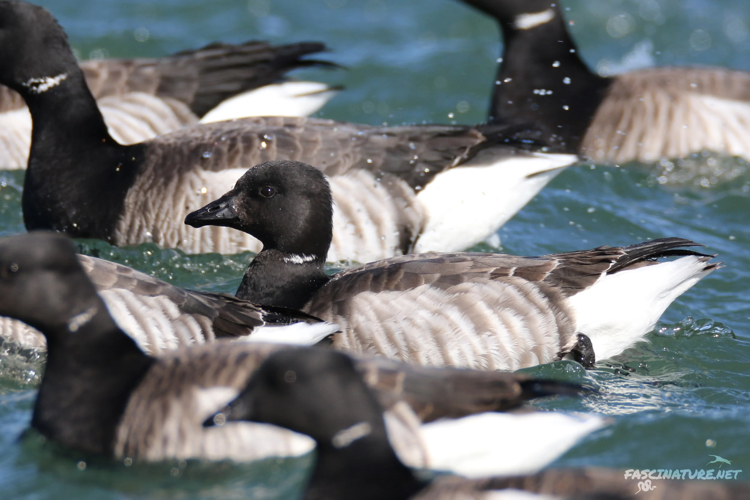 Brant