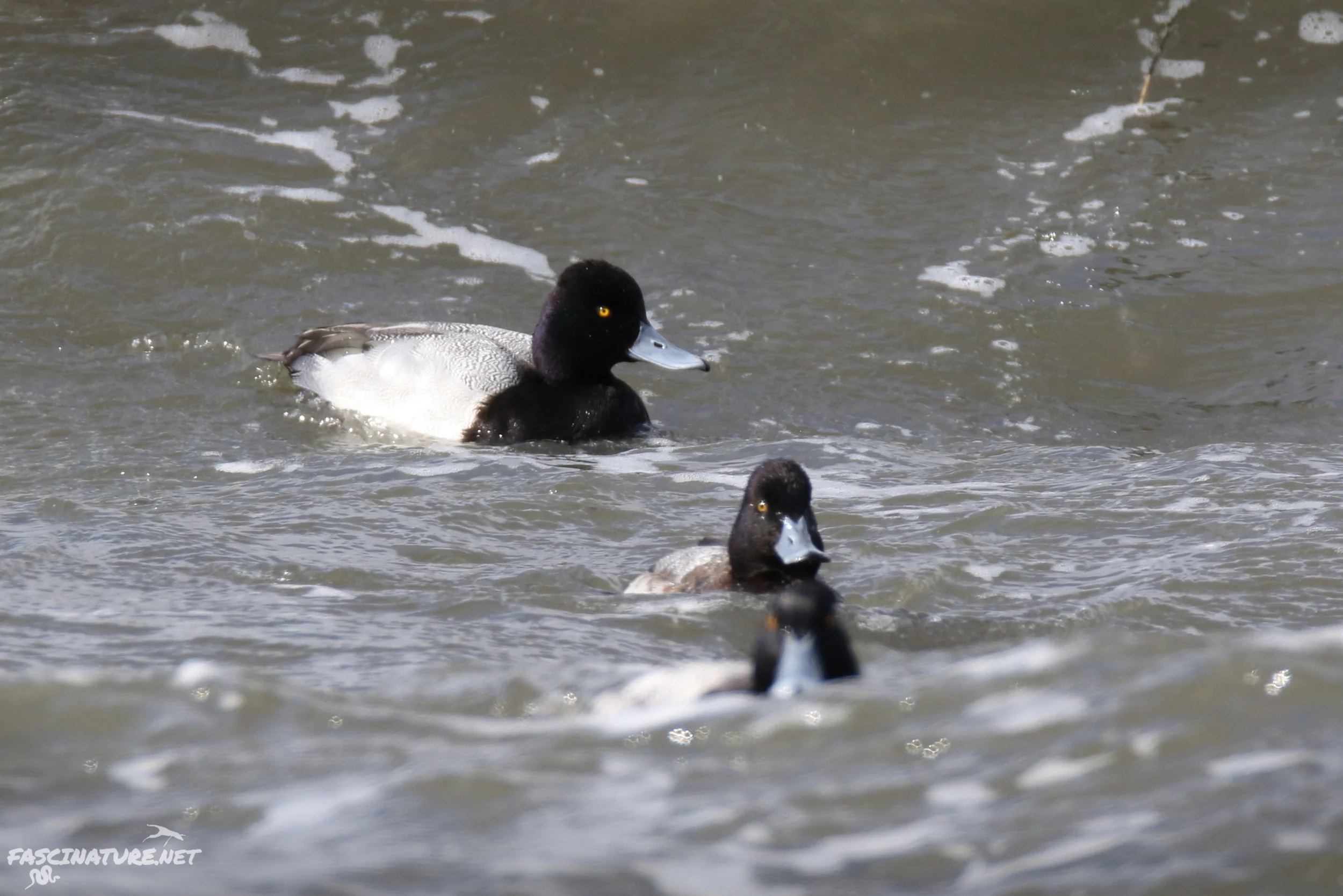 Lesser Scaup