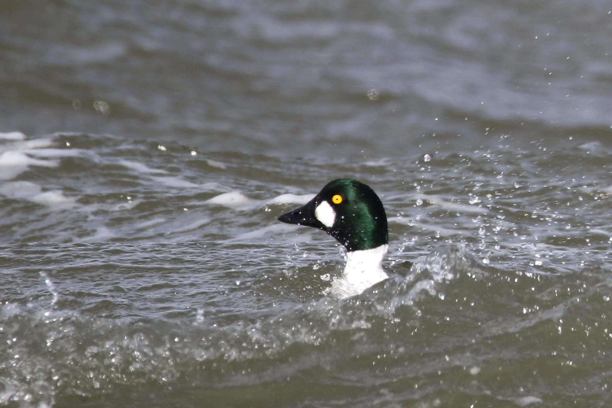 Common Goldeneye