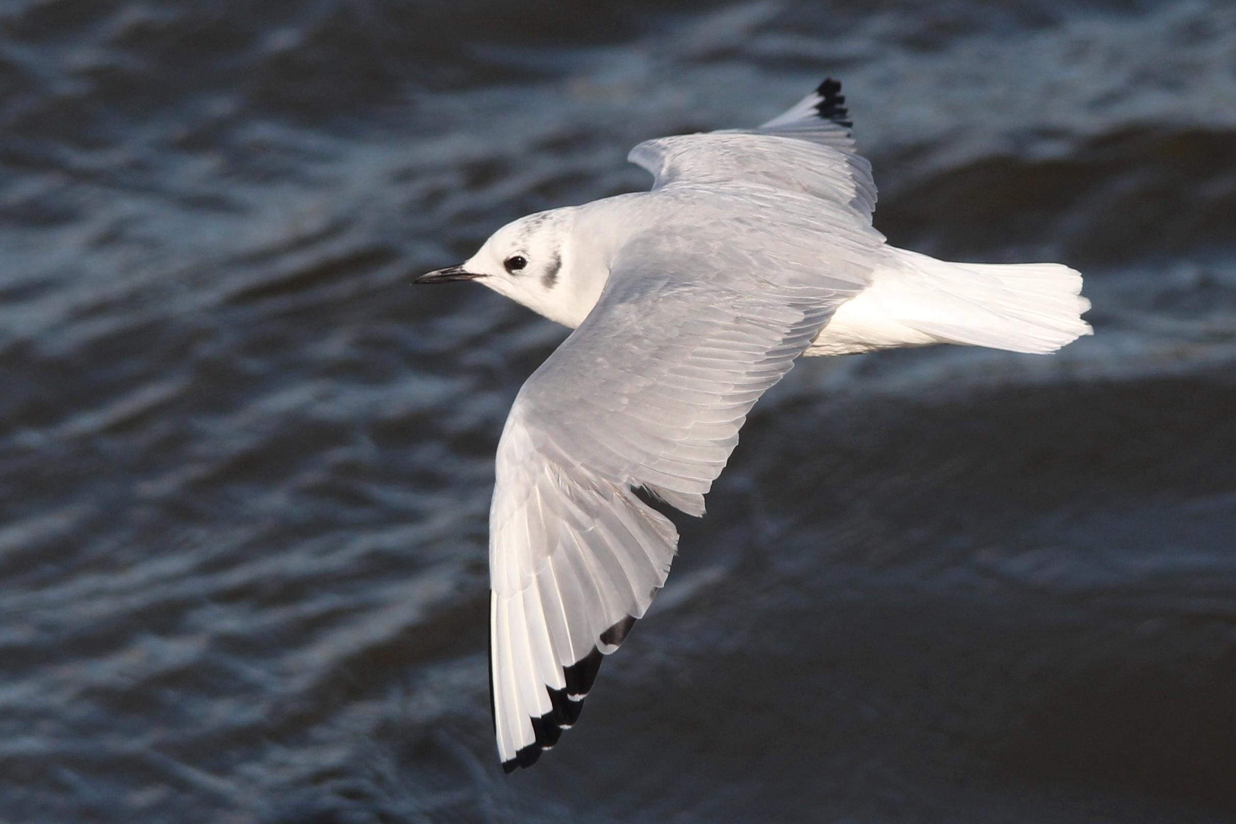 Bonaparte's Gull