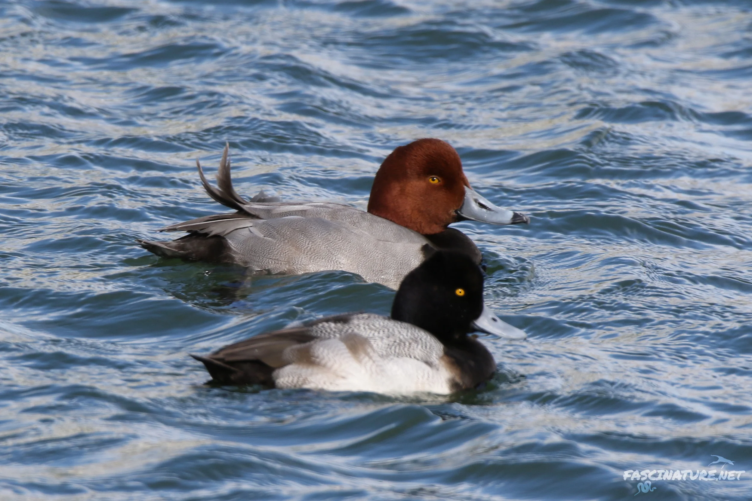 Redhead and Lesser Scaup