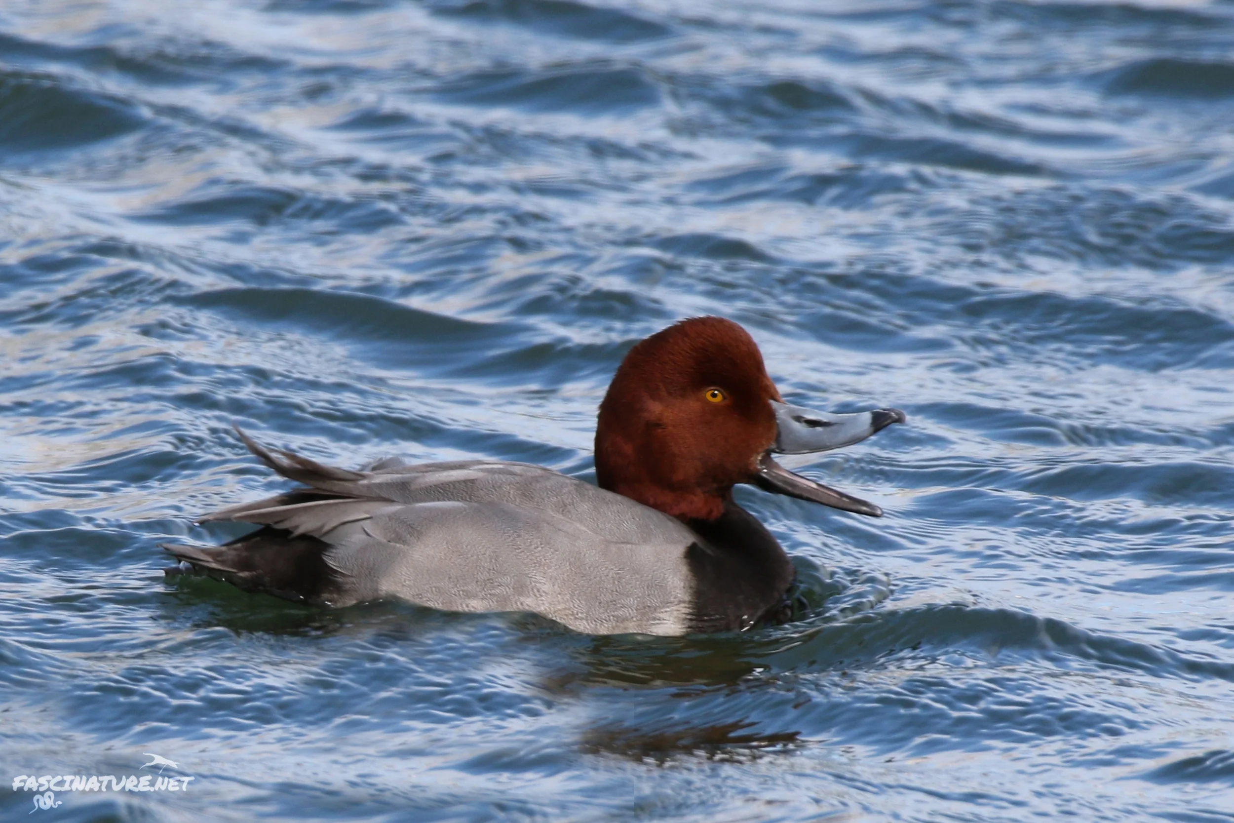 Redhead... telling me it was time to call it a day.