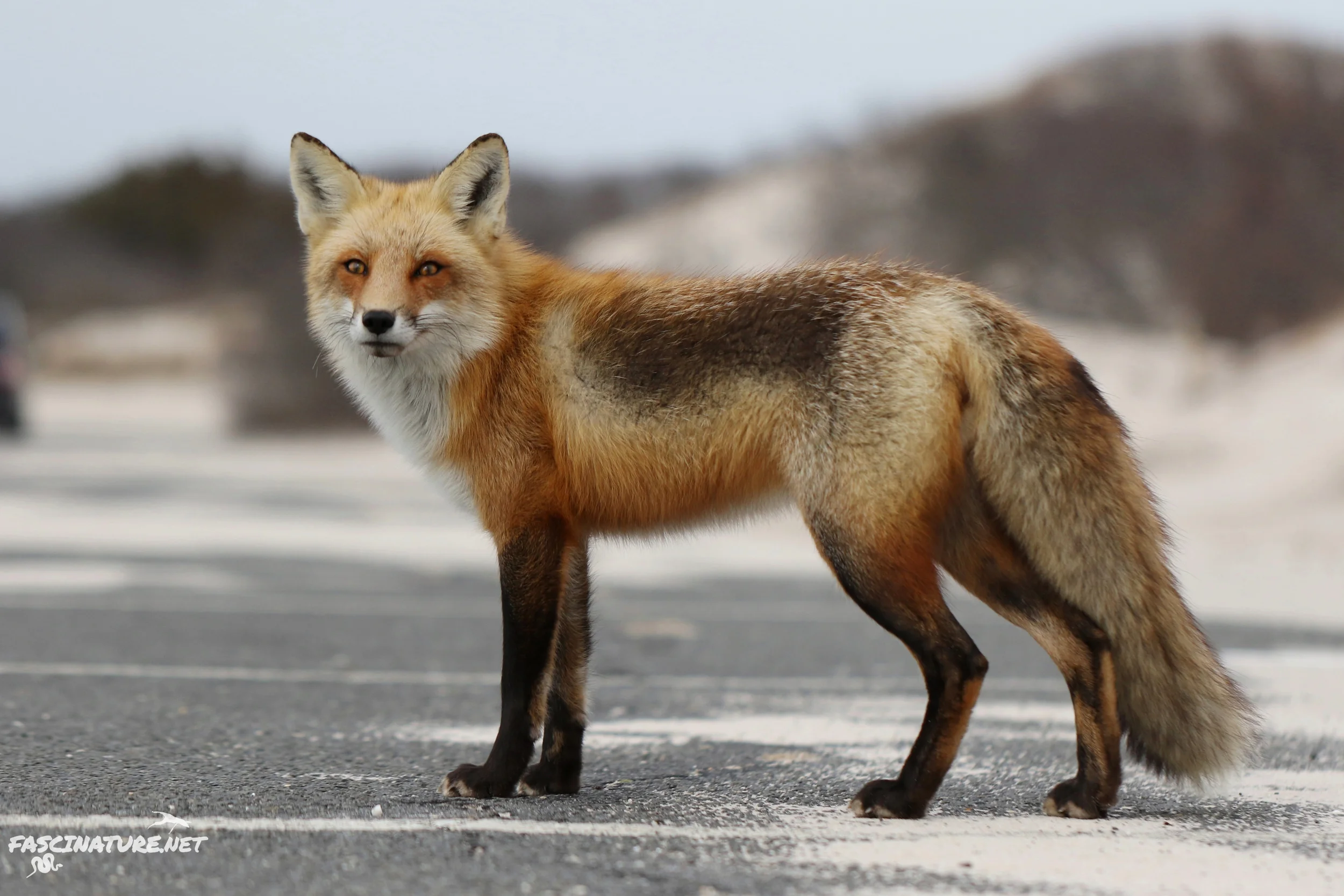 Red Fox
