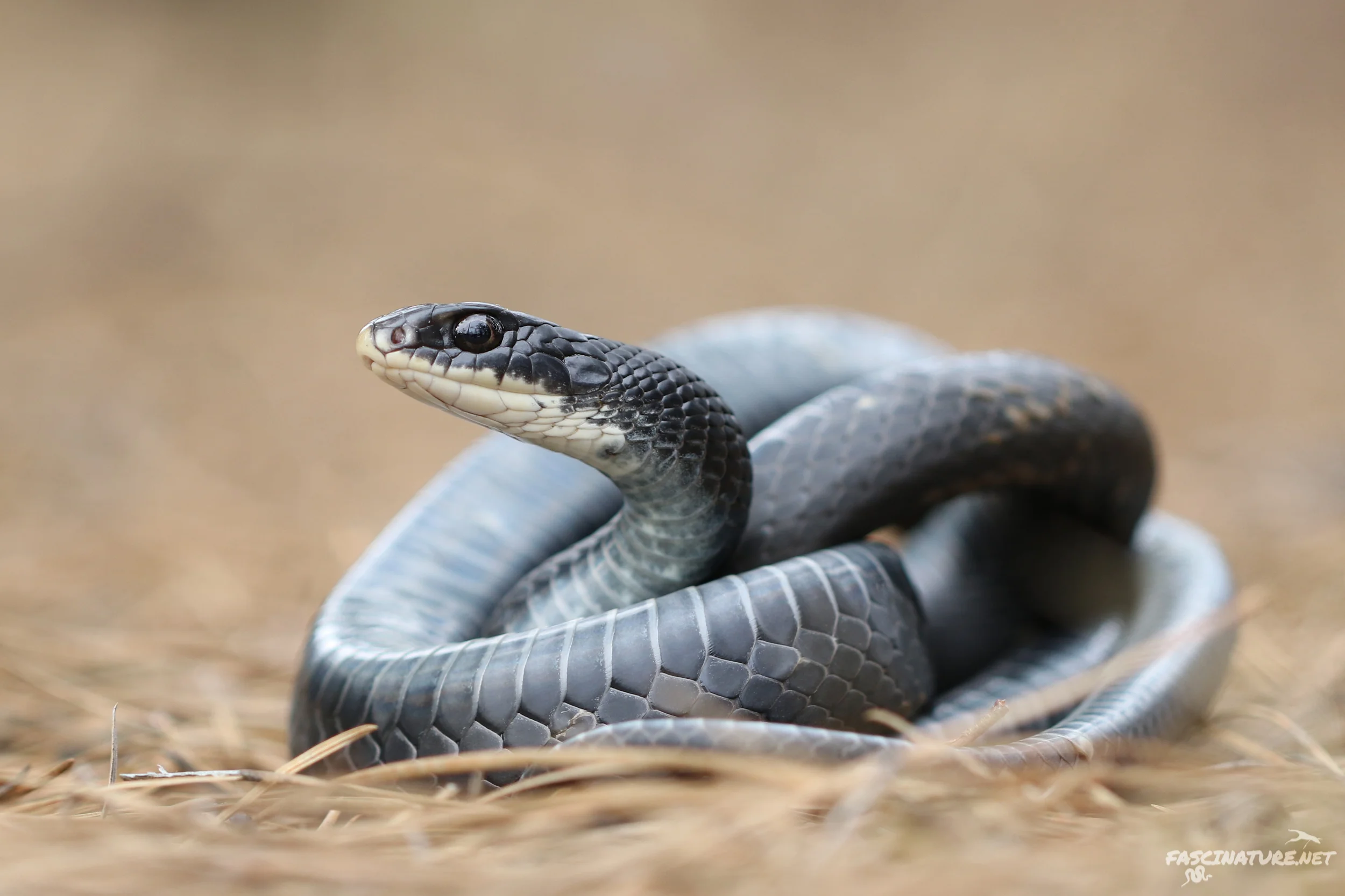 Black Racer