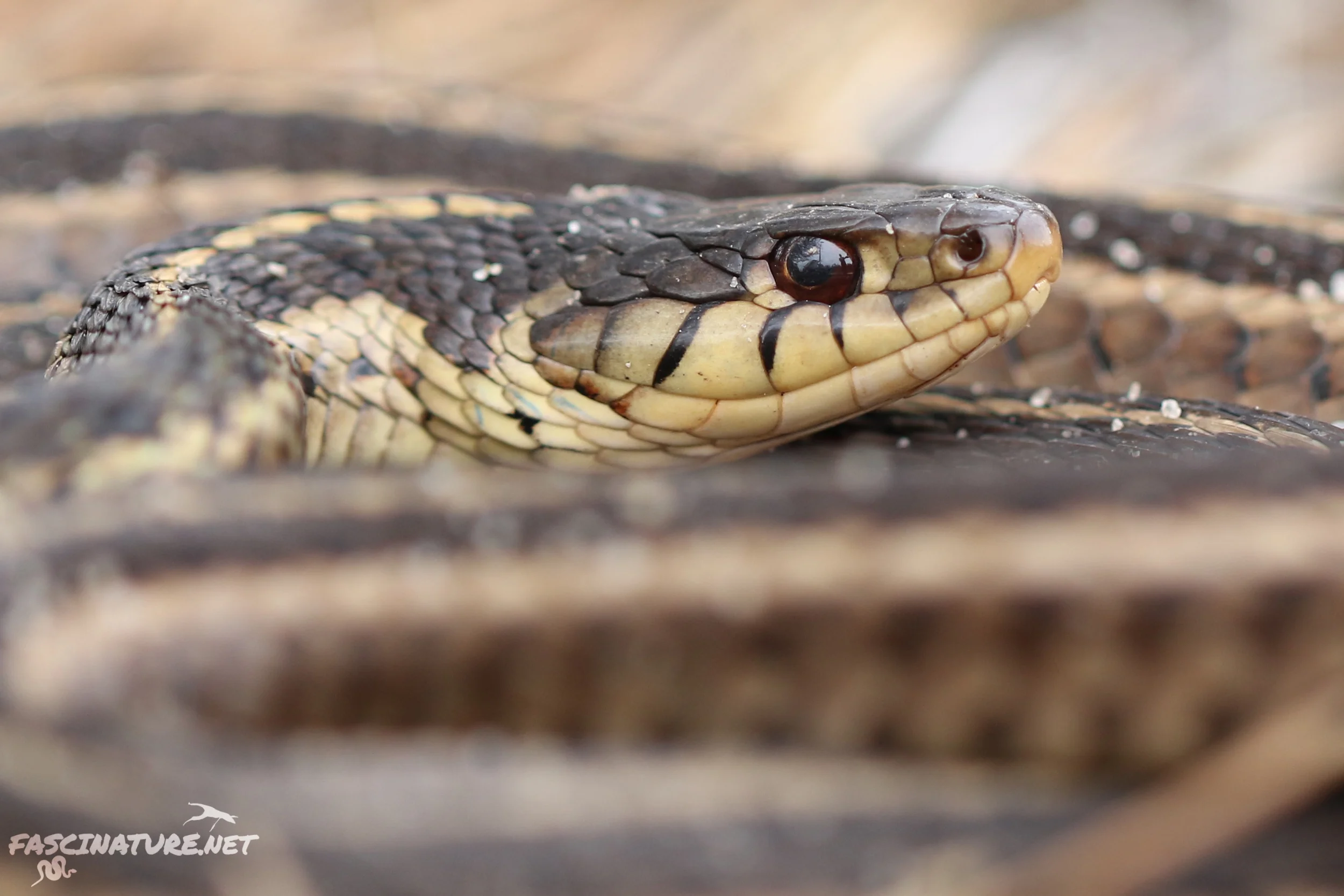 Eastern Garternsnake