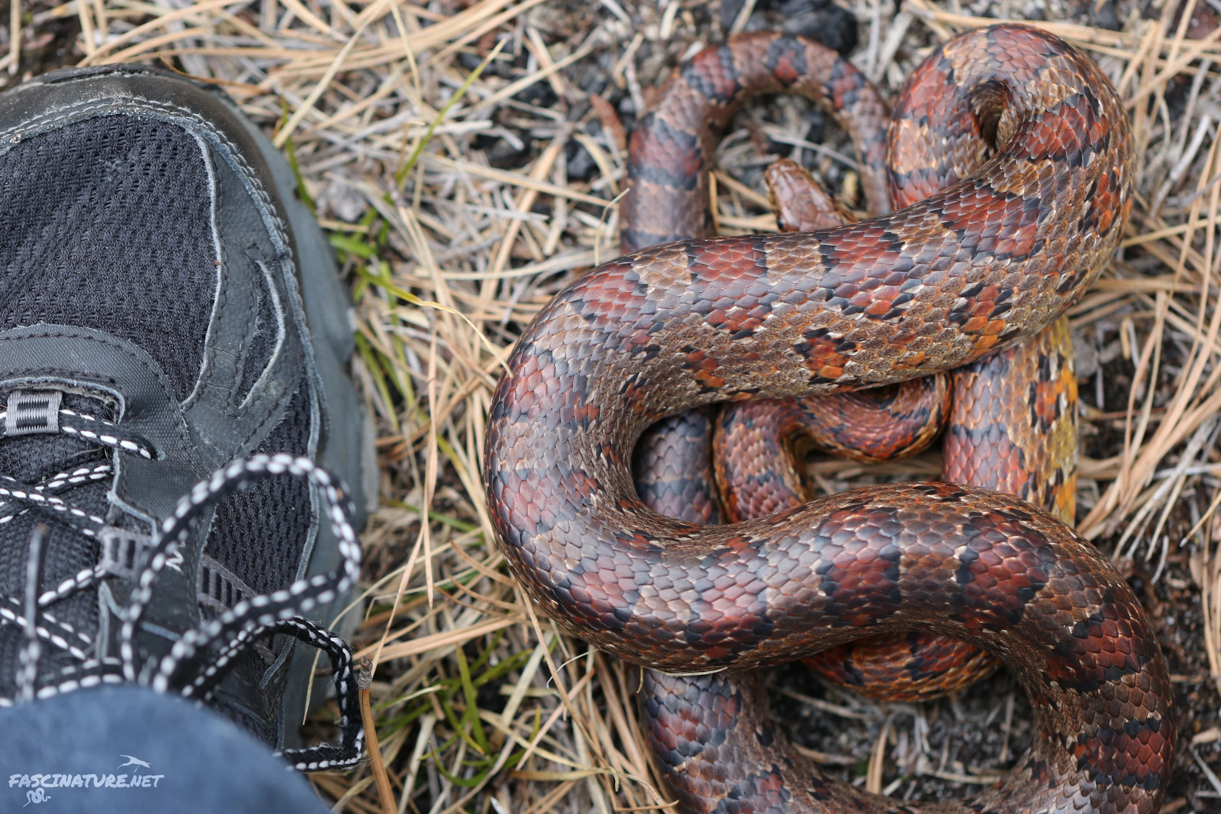 Red Cornsnake