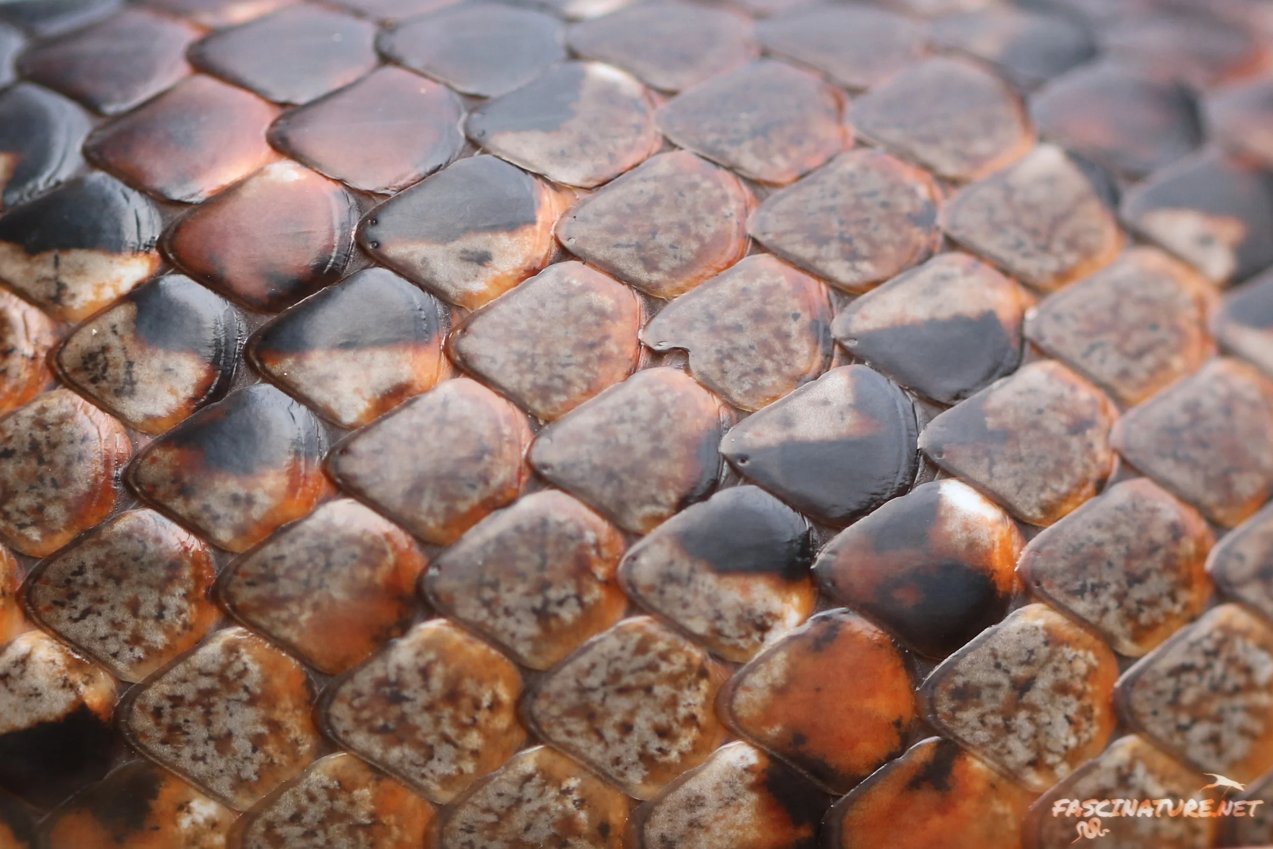 Red Cornsnake scale detail