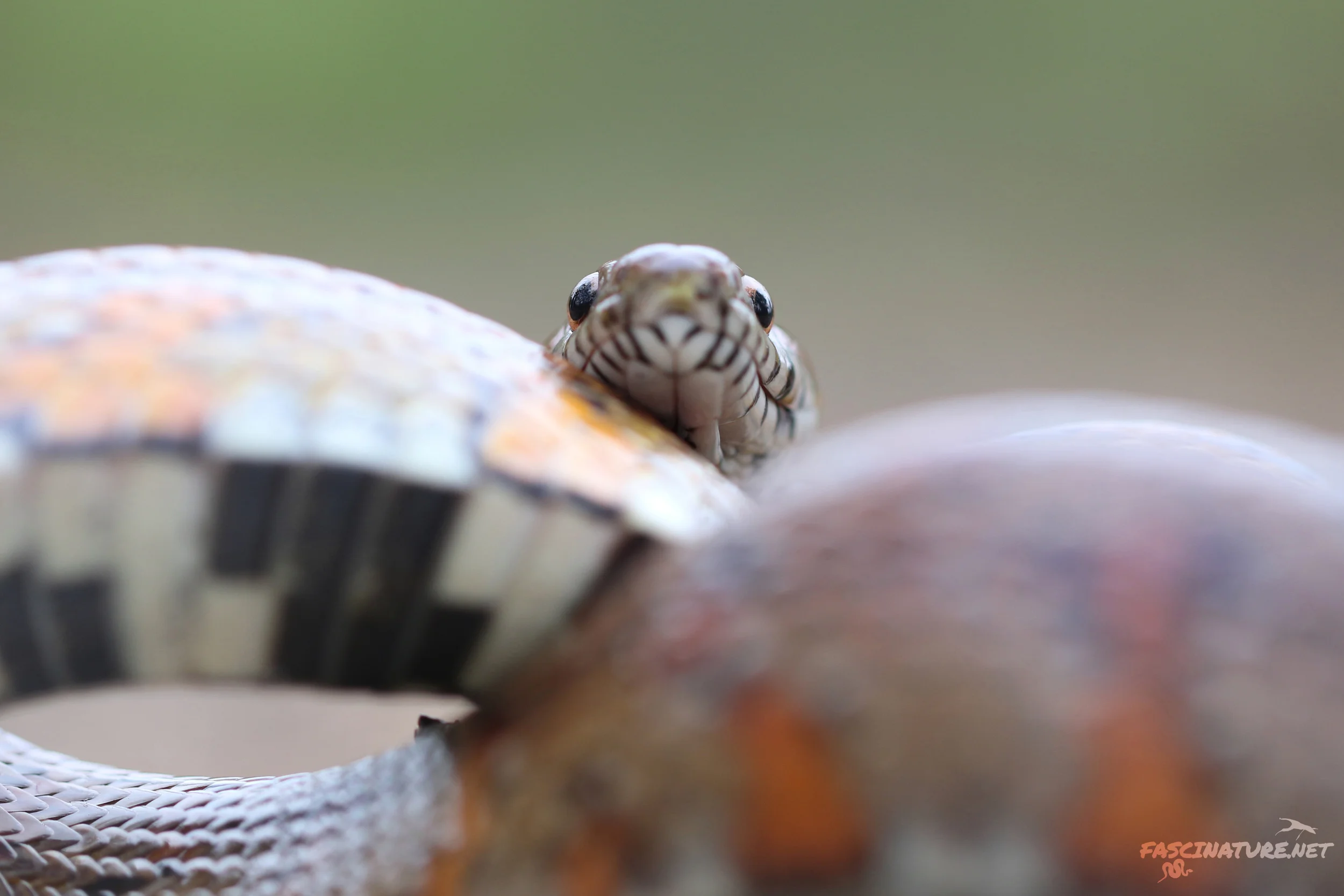 Red Cornsnake - Because sometimes I like to pretend I'm creative.