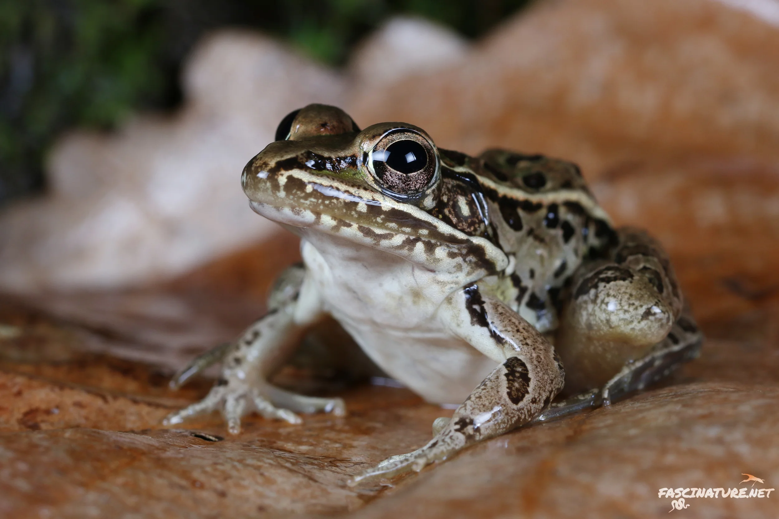 Southern Leopard Frog - New Castle, DE