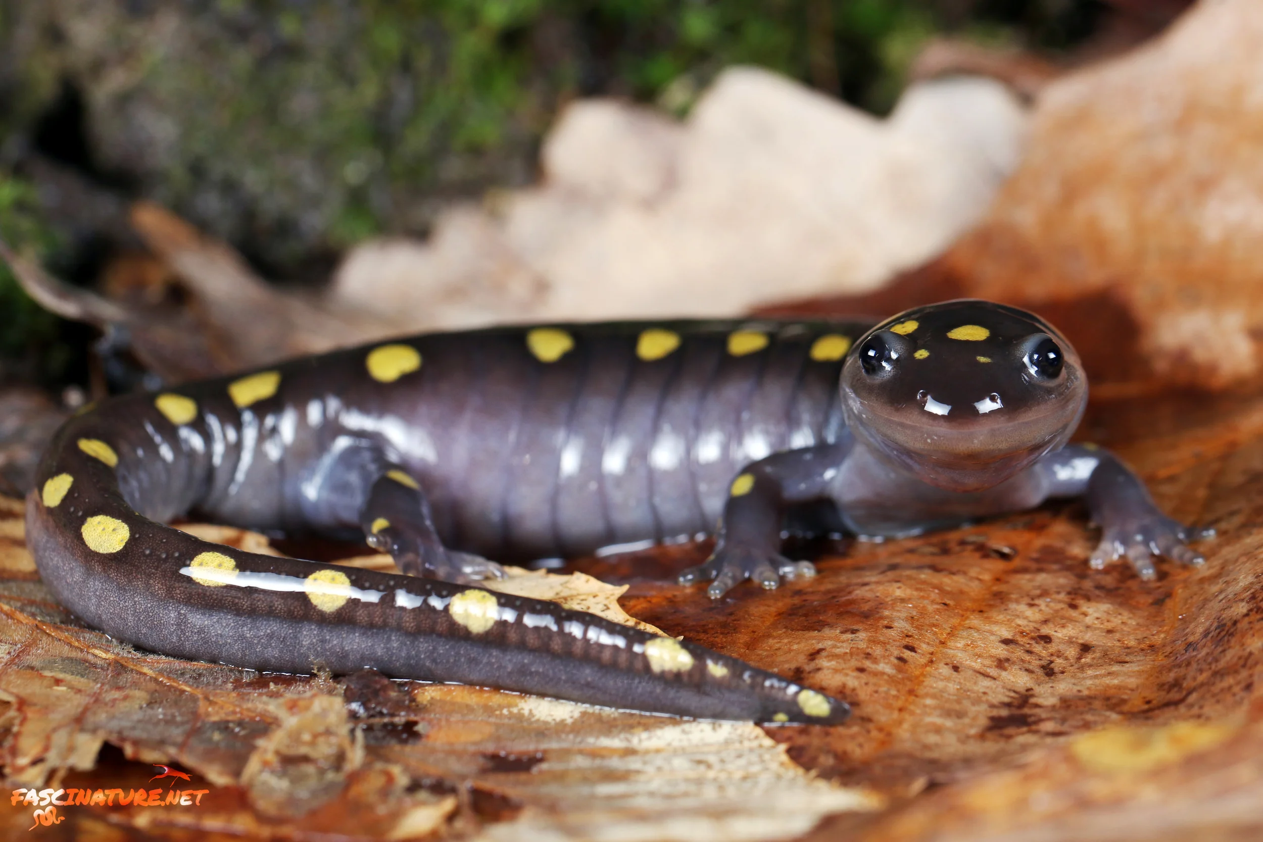 Spotted Salamander - Kent, MD