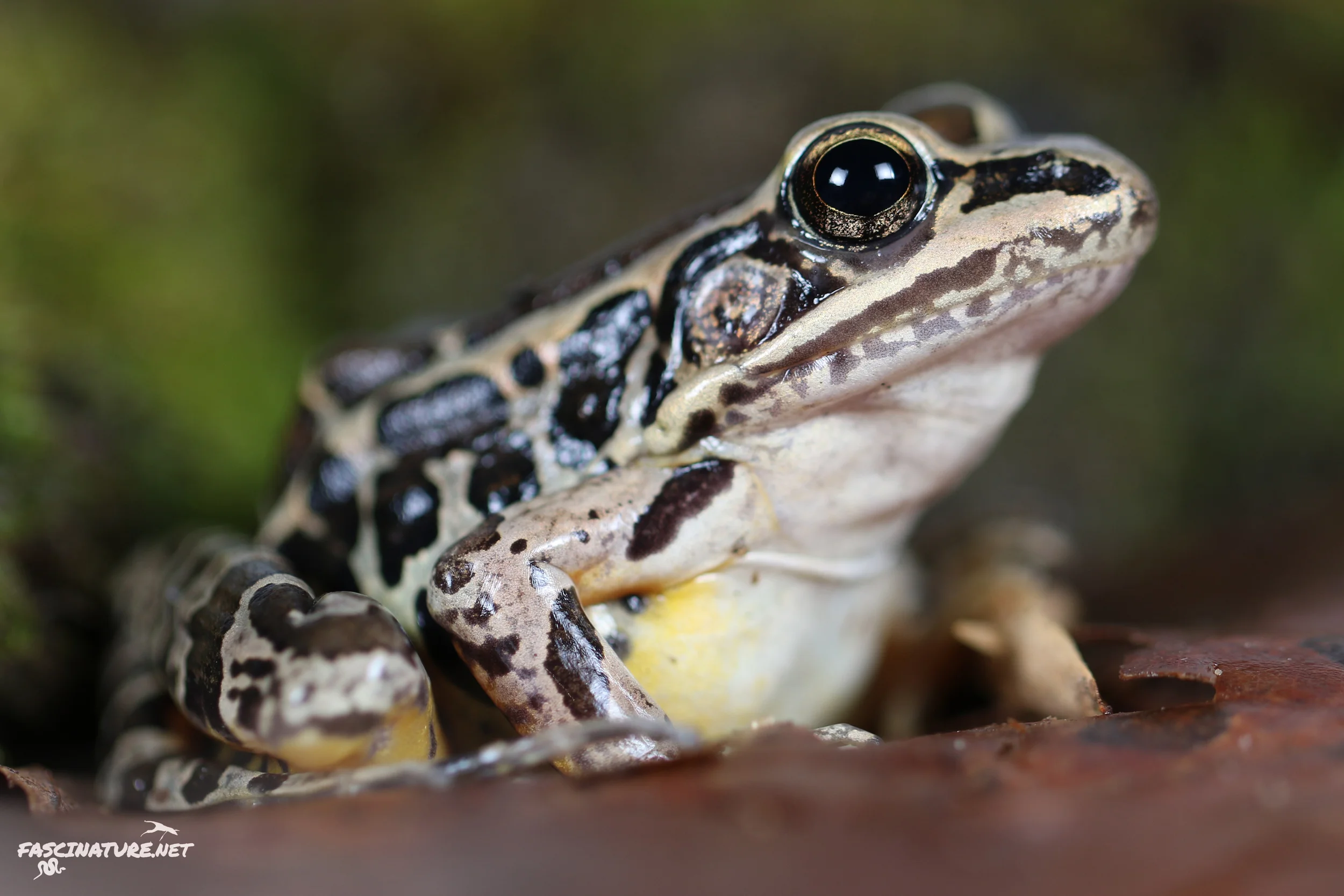 Pickerel Frog - New Castle, DE