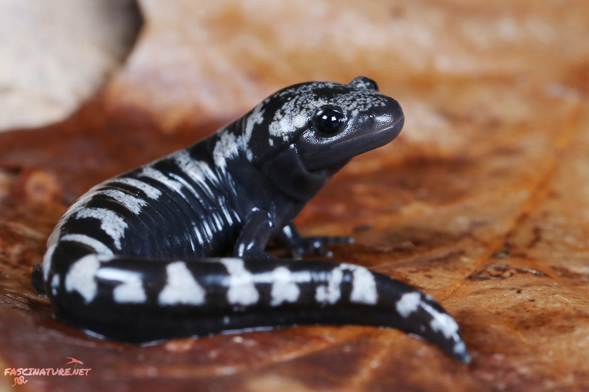 Marbled Salamander - Kent, MD