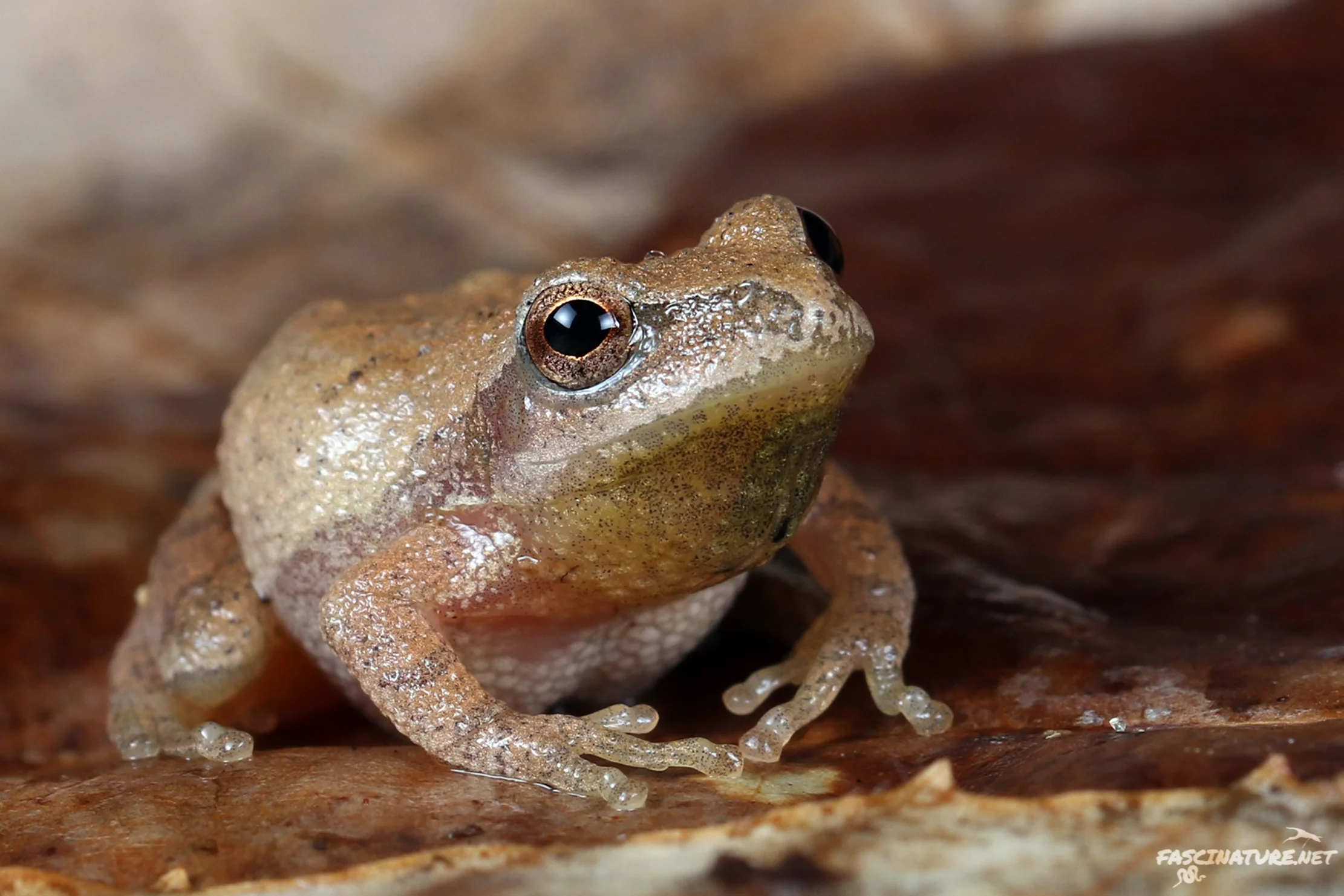 Spring Peeper - Kent, DE
