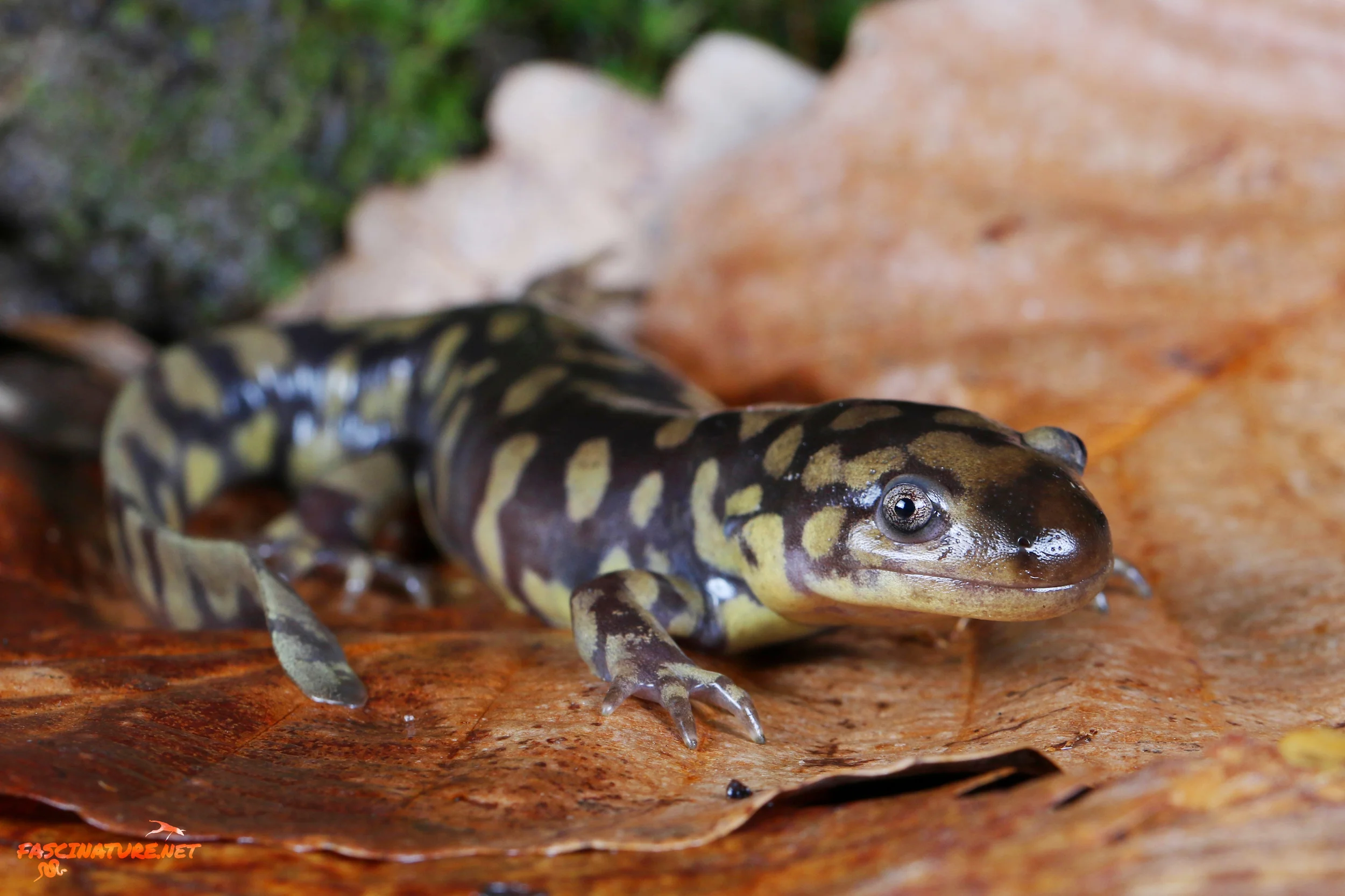 Eastern Tiger Salamander - Kent, MD