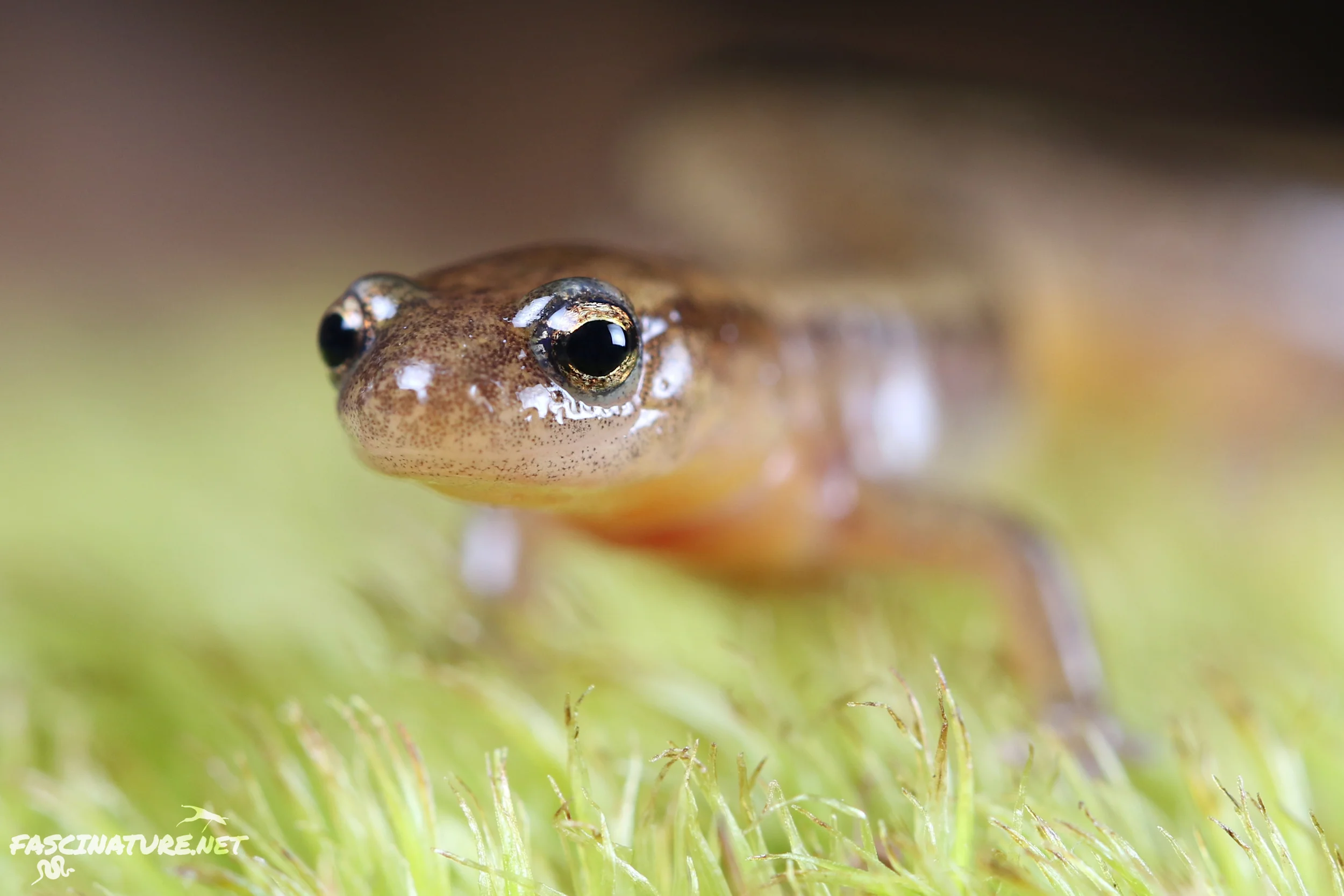 Northern Two-lined Salamander - Lebanon, PA
