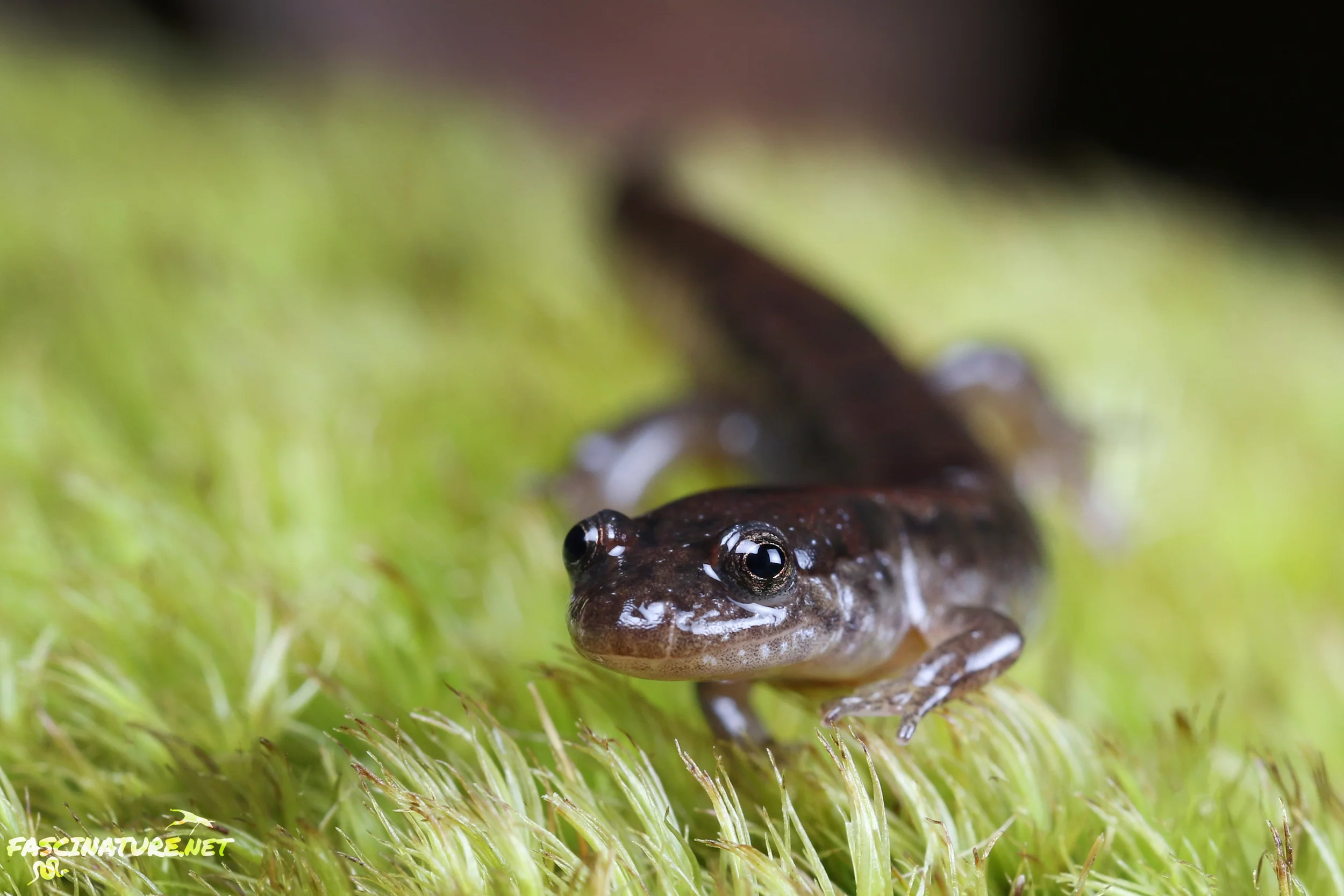 Northern Dusky Salamander - Lancaster, PA
