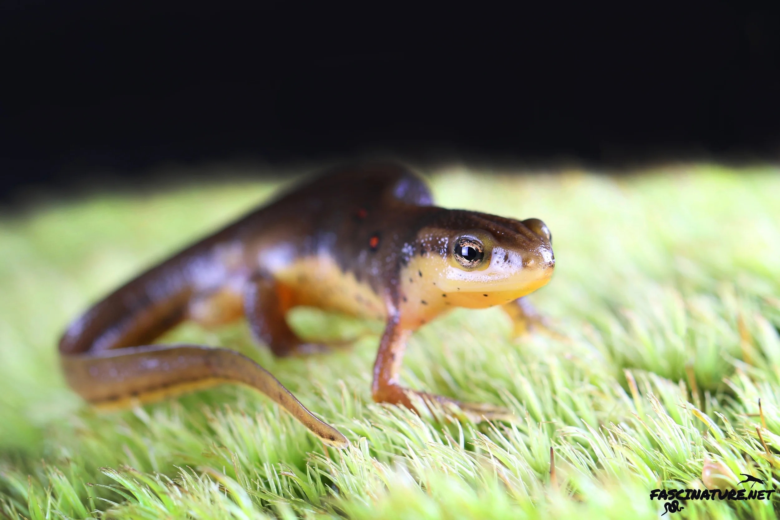 Red-spotted Newt - Lebanon, PA