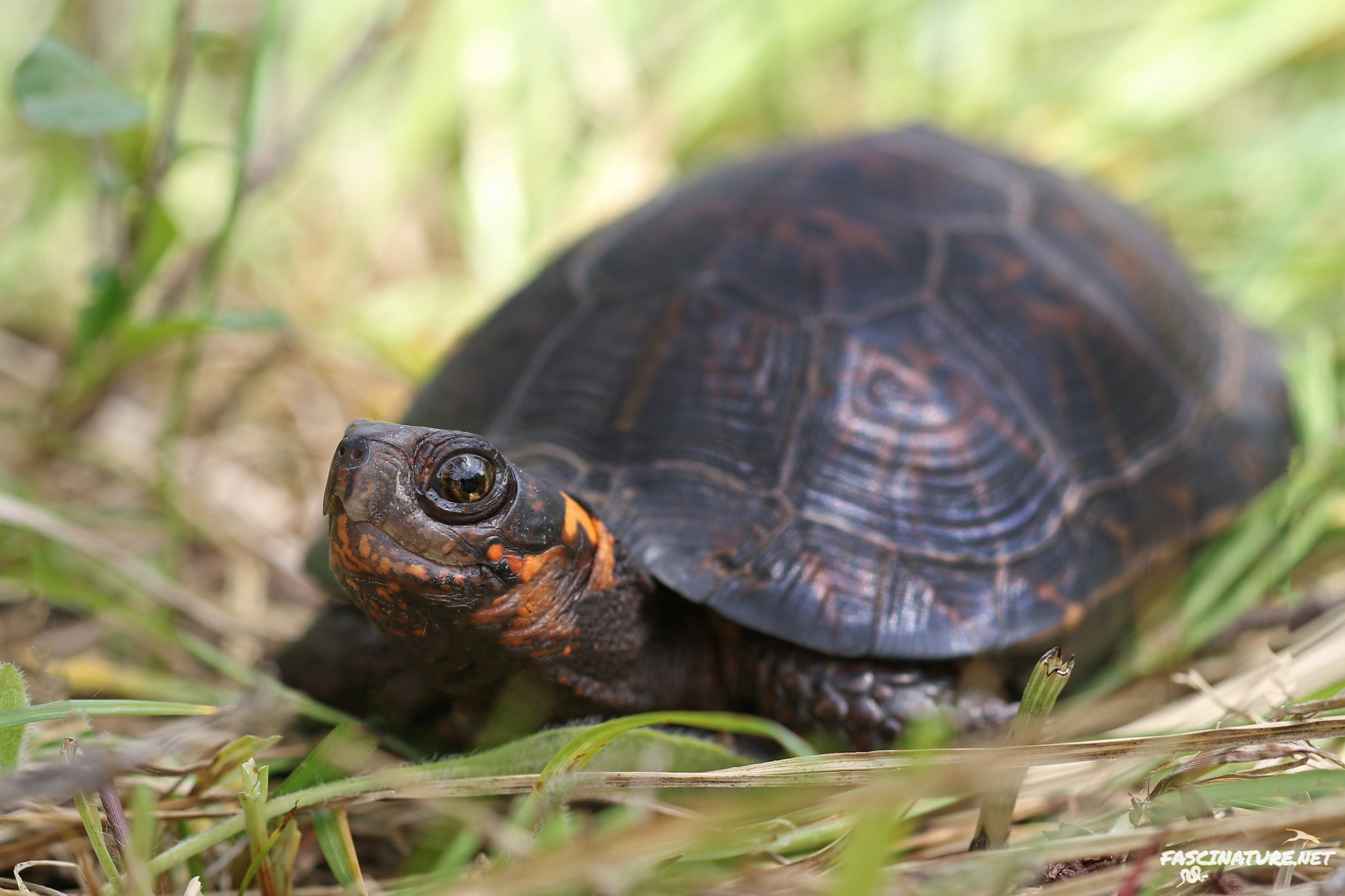 Featured in the Turtles of the Northeast