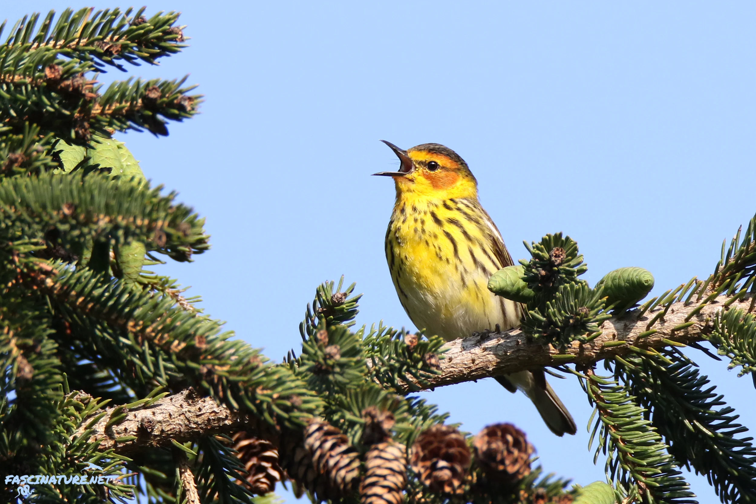 Featured in the Songbirds of the Northeast