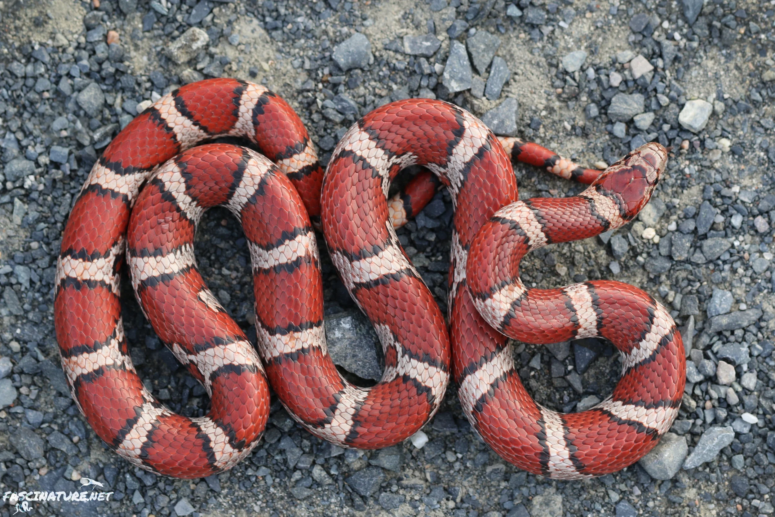 Featured in the Snakes of the NJ Pine Barrens