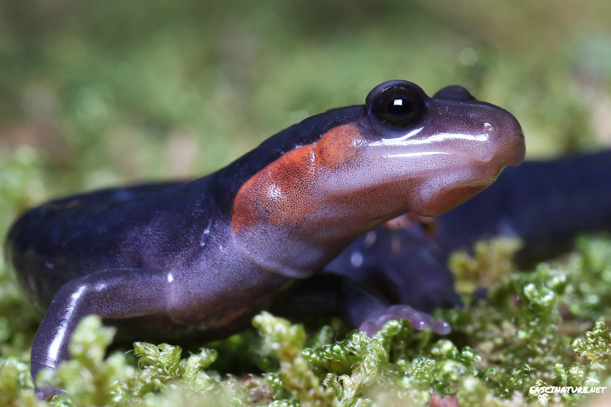 Featured in Salamanders of the East