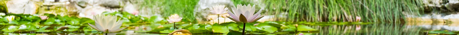 header1-226.jpg