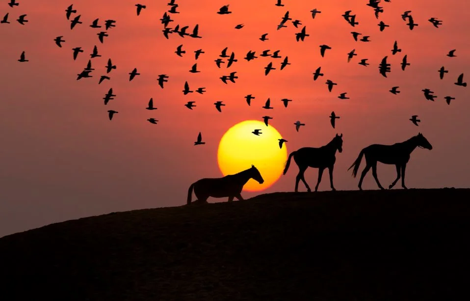 So you think you know what Halal means?