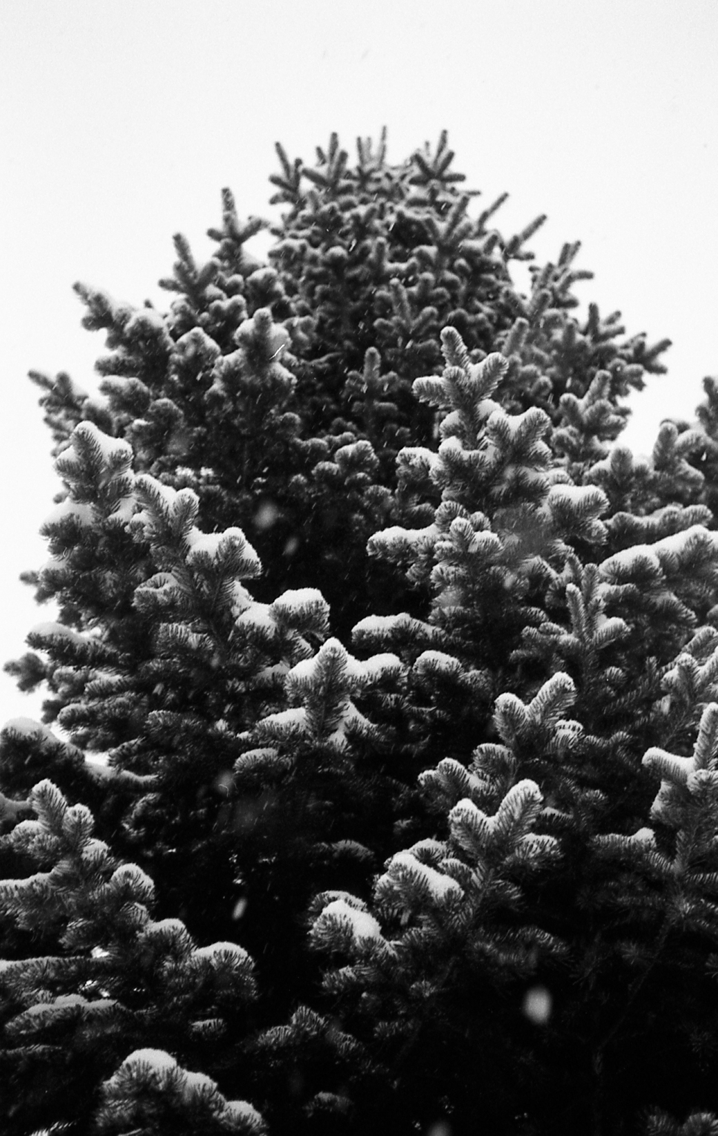 tree-1.jpg