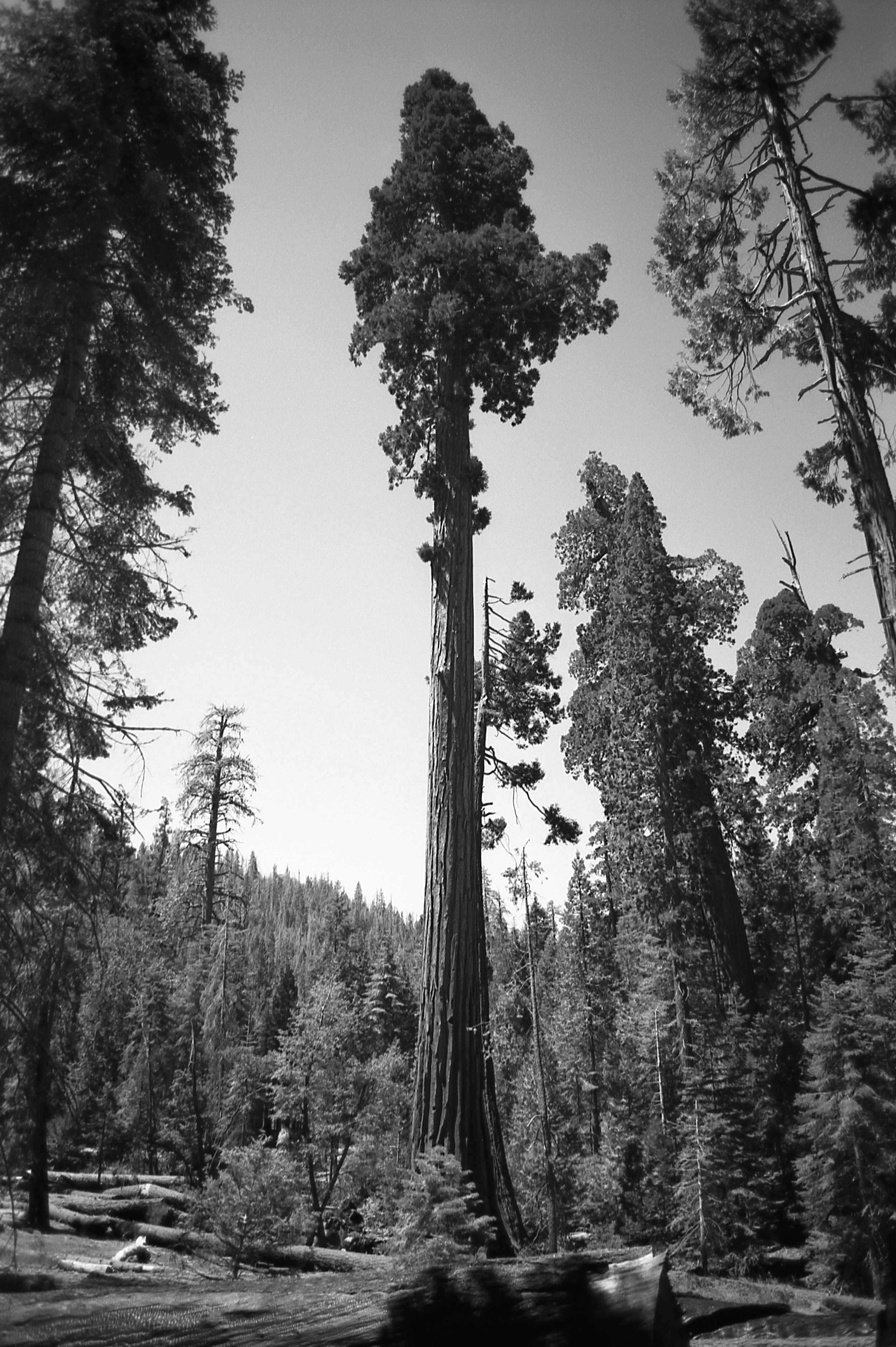 tree-1.jpg
