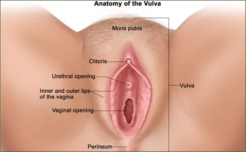 cancer-vulva.jpg