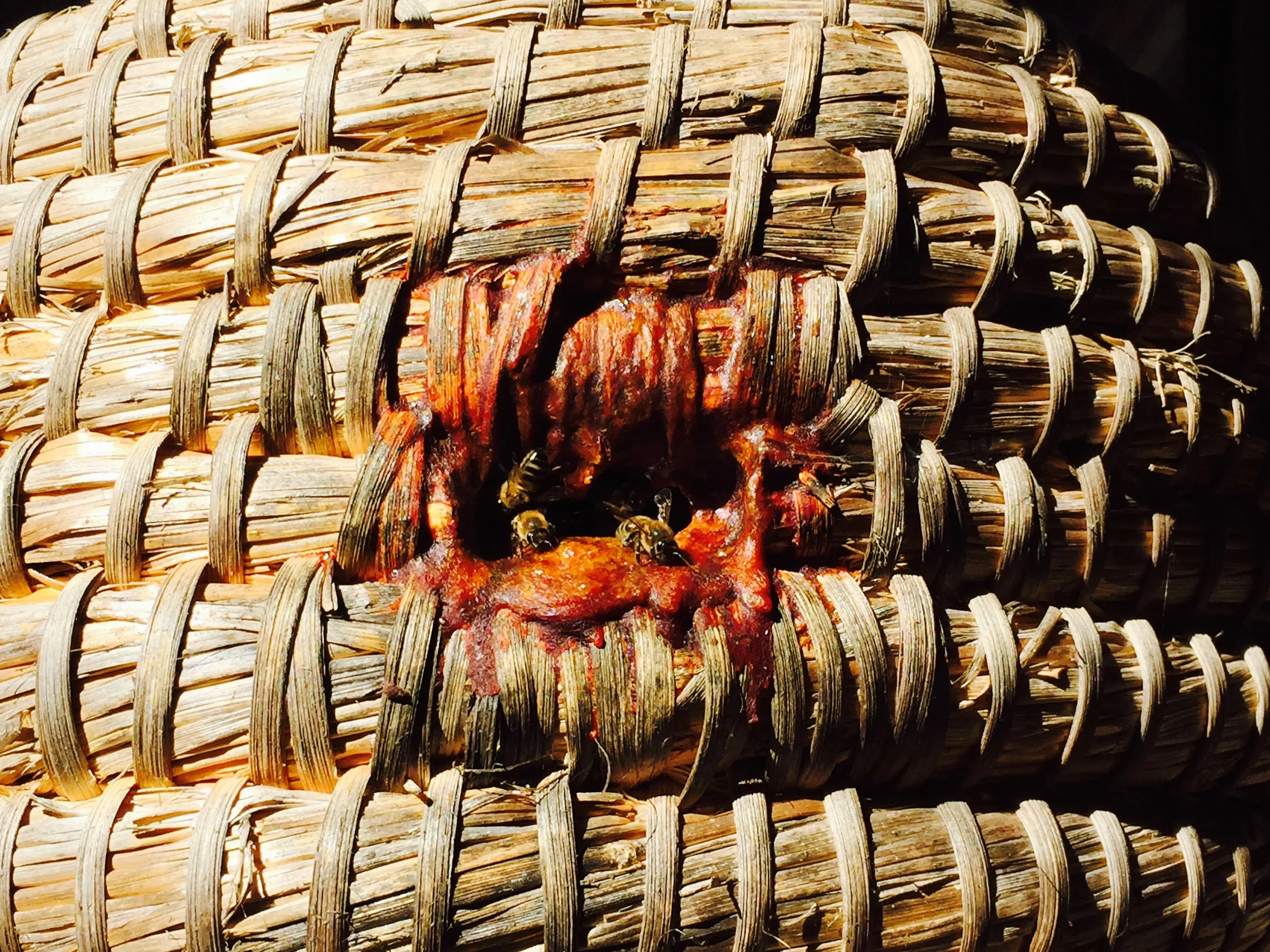 AriellaDaly_basket_hive