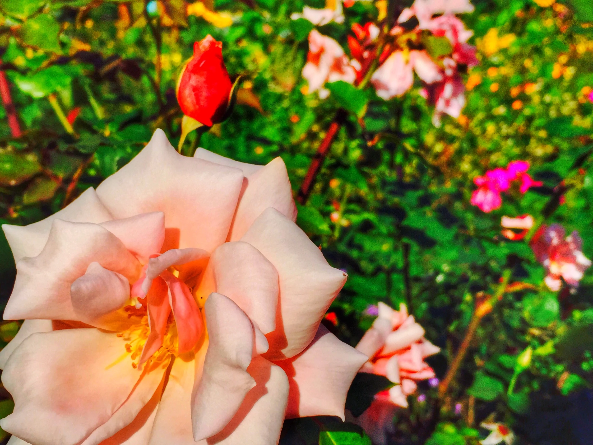 AriellaDaly_pink_roses