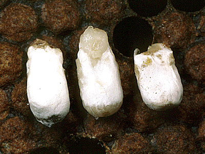 Chalk brood mummies