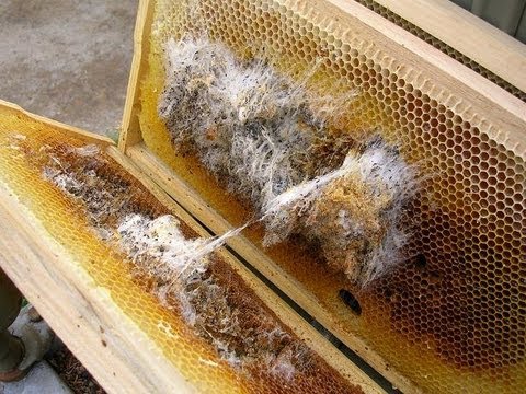 Wax Moth webbing
