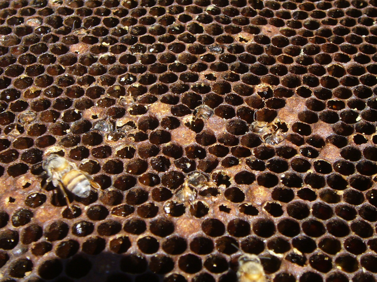 Evidence of varroa