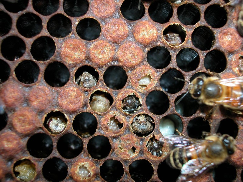 varroa-damaged-brood.jpg