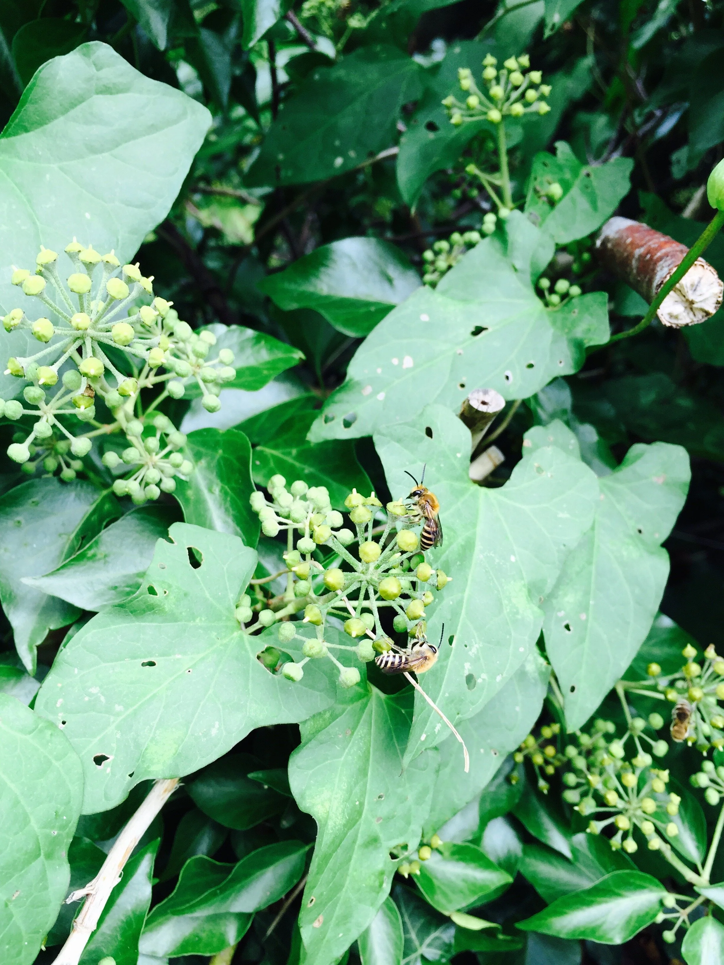 Ivy Bees in England