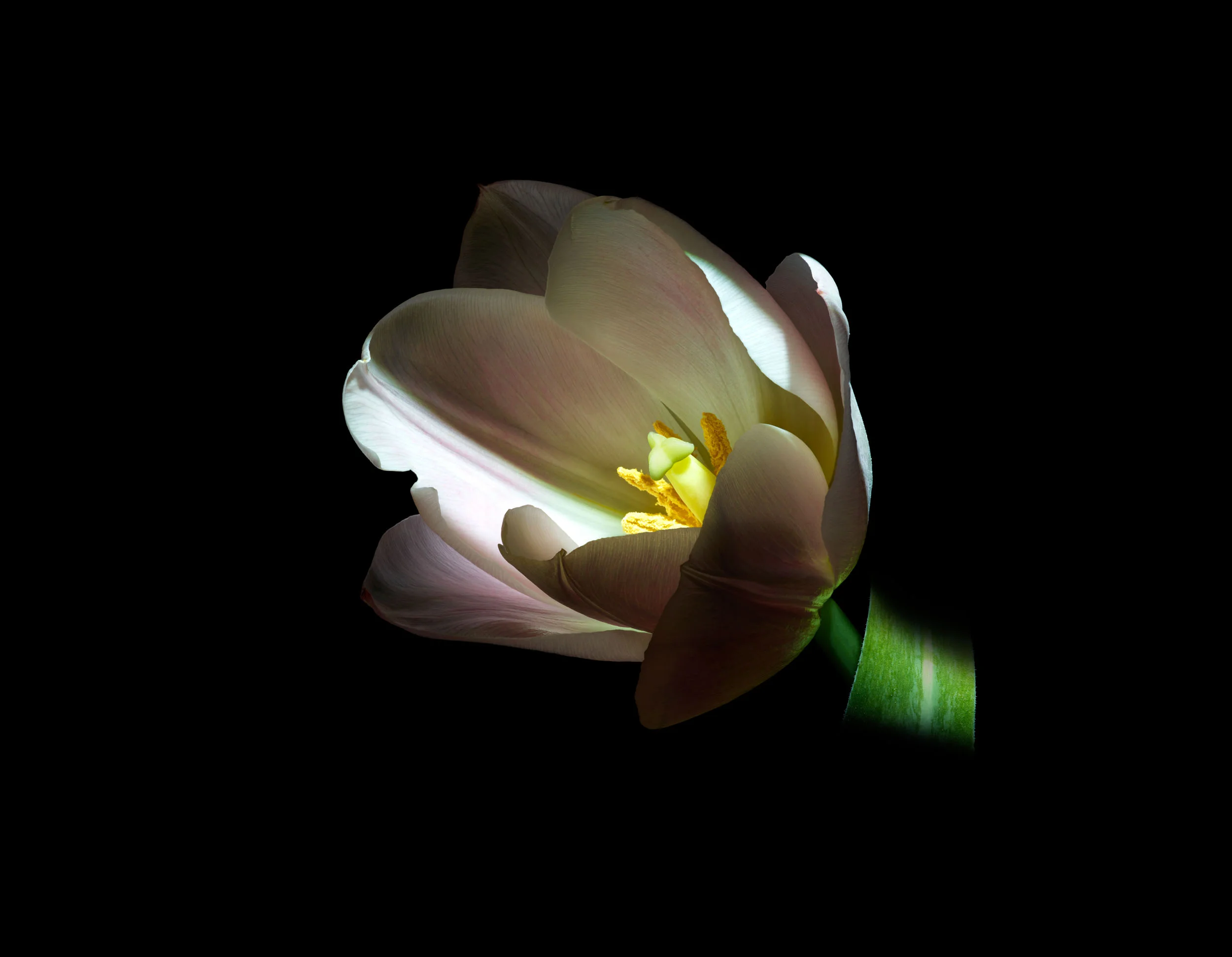 160510_Flowers_WhiteTulipV1_AG.jpg