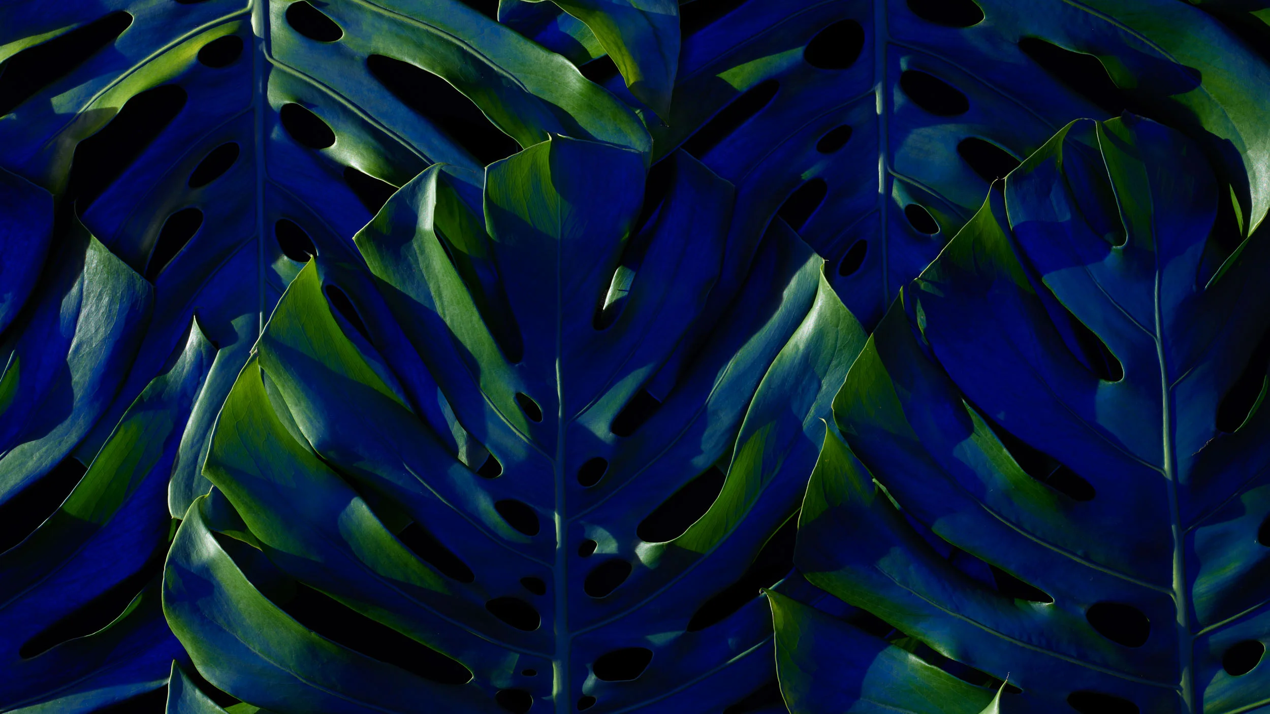 170913_LeafSpread32508.jpg