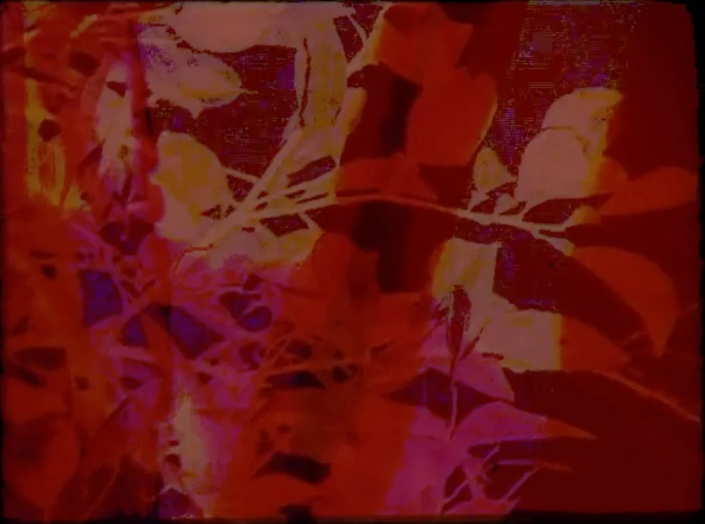 Still 1.jpg