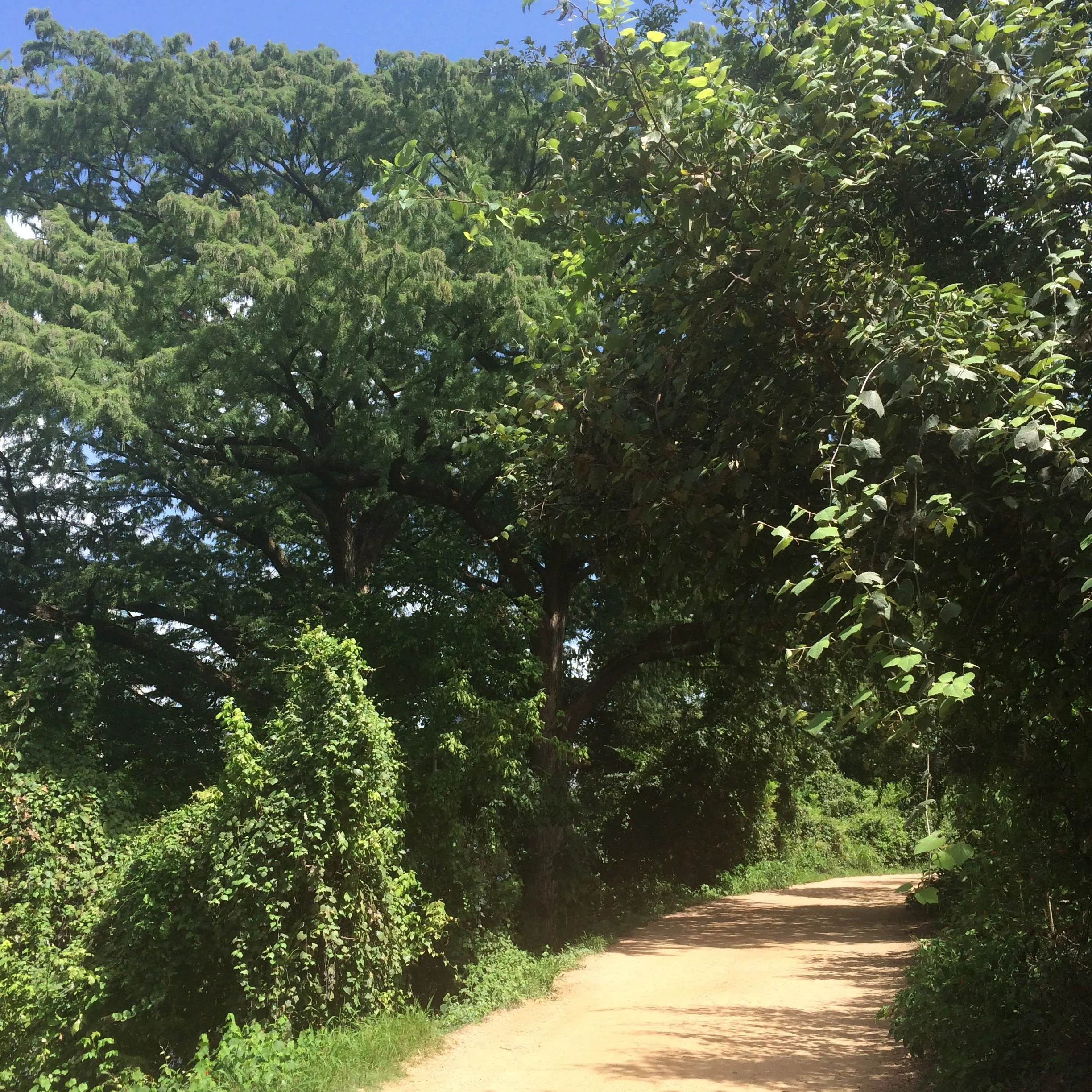 2024-07-11 PKG Trail Workout.JPG