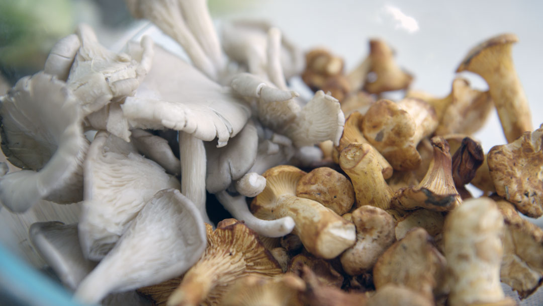 WildMushrooms2.jpg