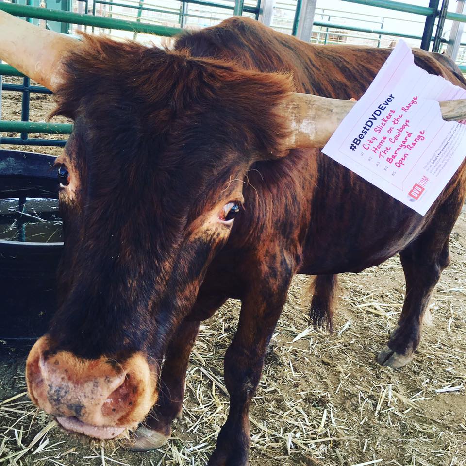 Doc here would prefer that you stick with chicken, so he can keep watching his favorite MOO-vies!