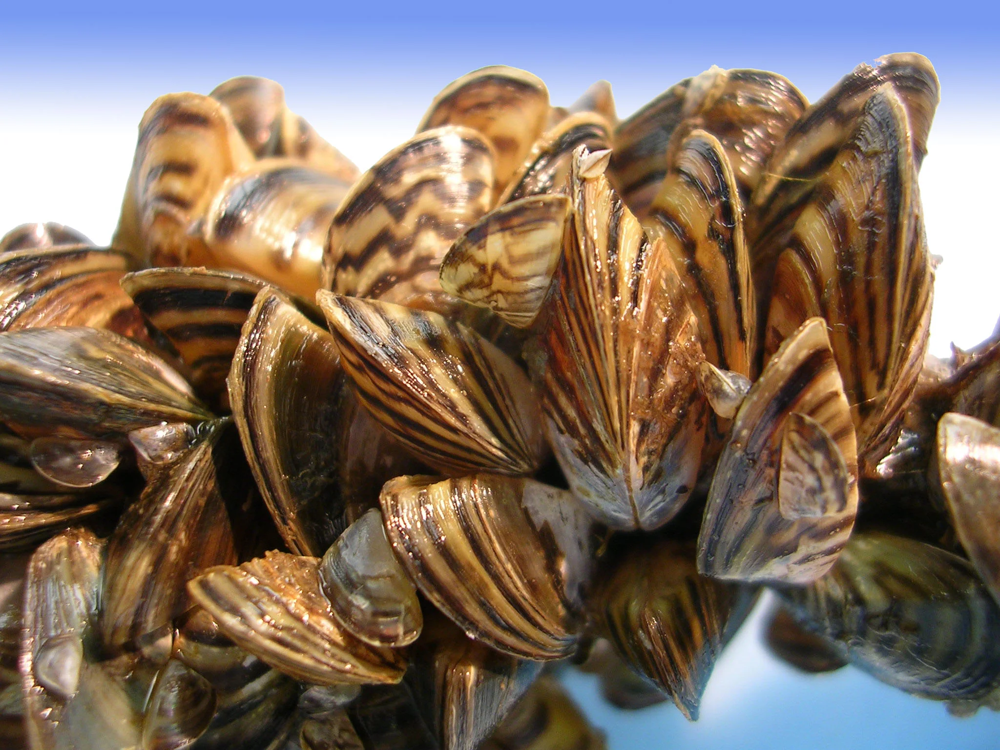 Mussel Infestation Could Cost Montana $234 Million Annually