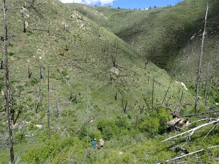 Fire study shows landscapes such as Bitterroots' Sapphire Range too hot, dry to restore trees
