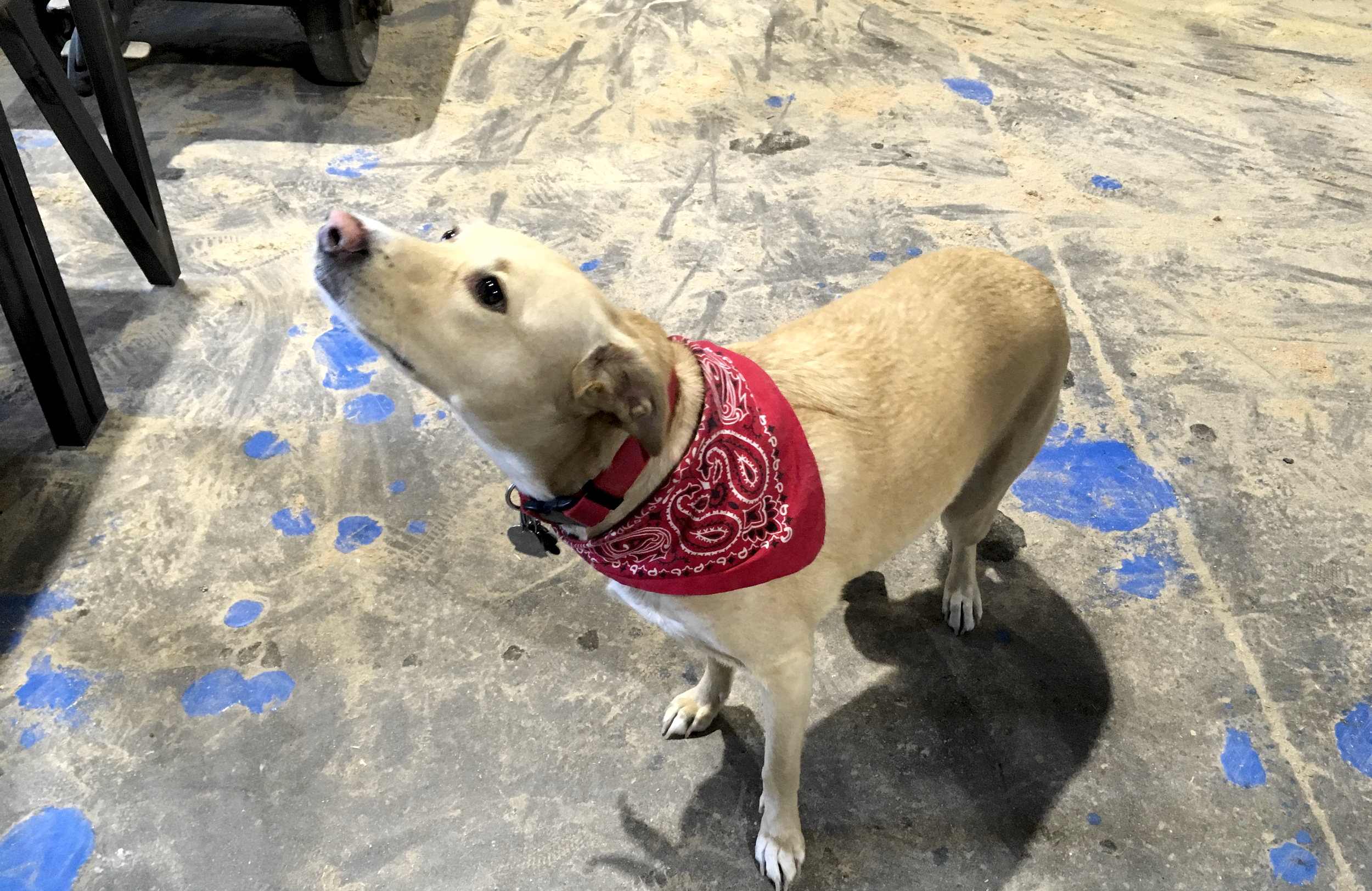 shop dog