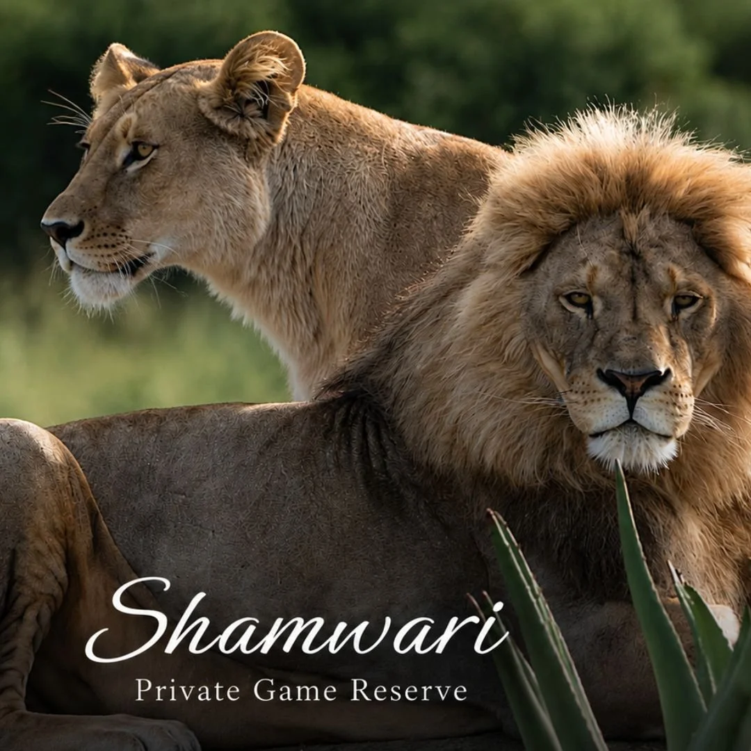 SOUTH AFRICAN ADVENTURE | FIVE-STAR SAFARI &amp; VOLUNTEERISM