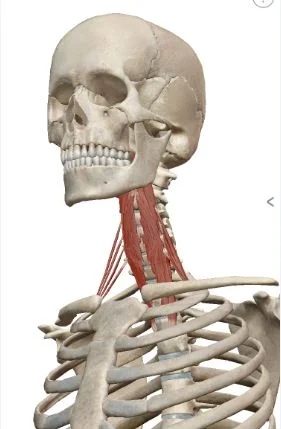 Longus Colli positioned in front of cervical and upper thoracic vertebrates
